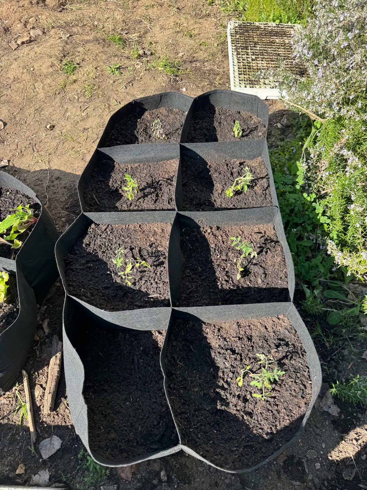Enchimento de cubos com terra e estrume de cavalo para plantação de tomateiros.