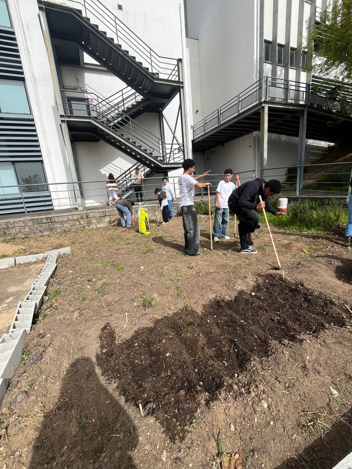 Plantação de alface e beterraba.
