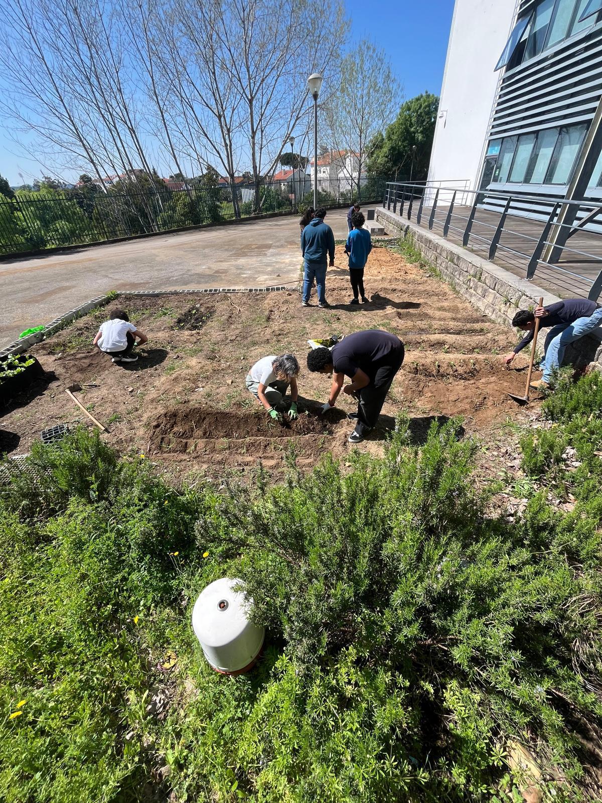 Plantação de: curgetes, pepinos, grão de bico.