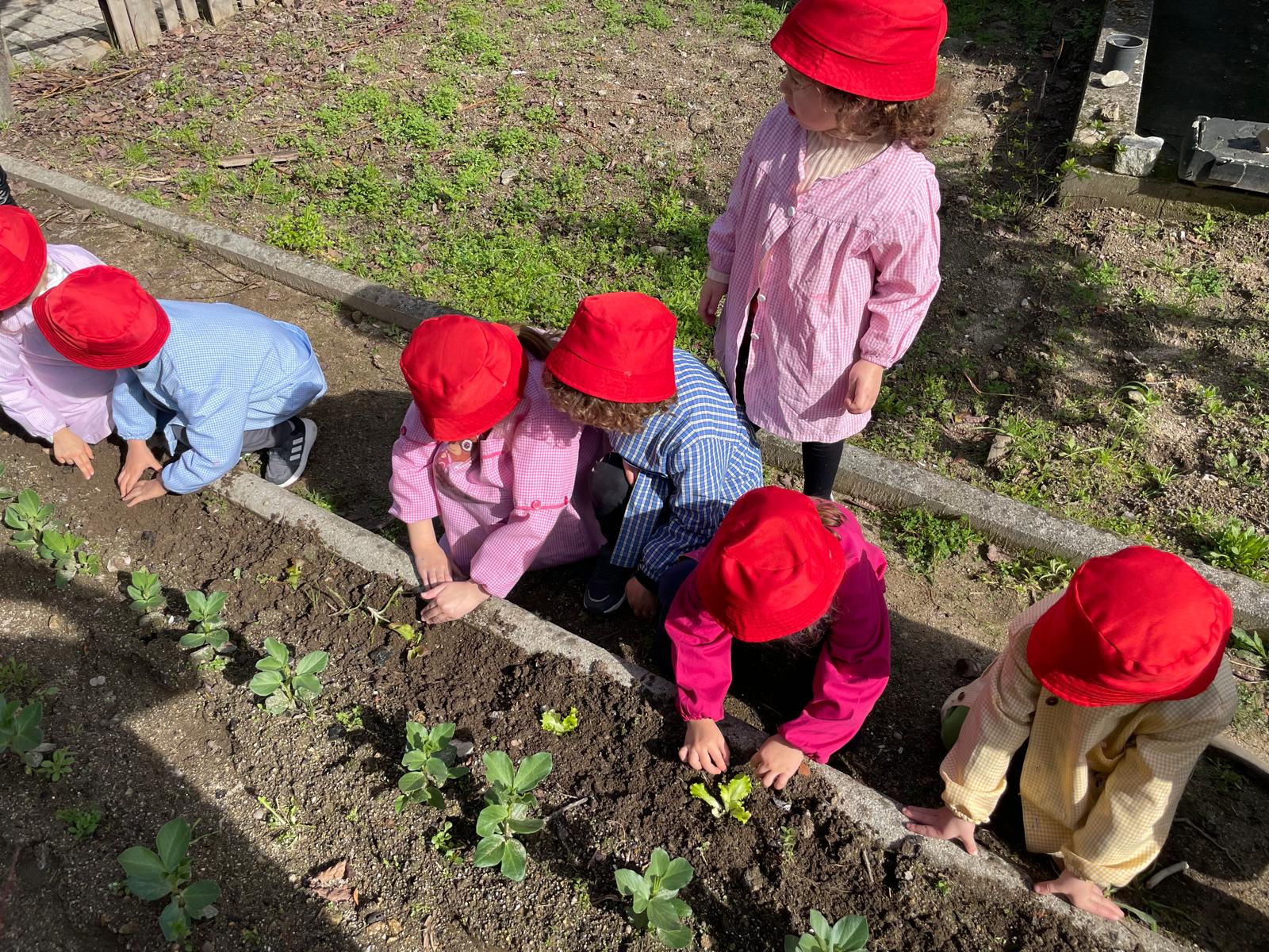 Plantação de alfaces