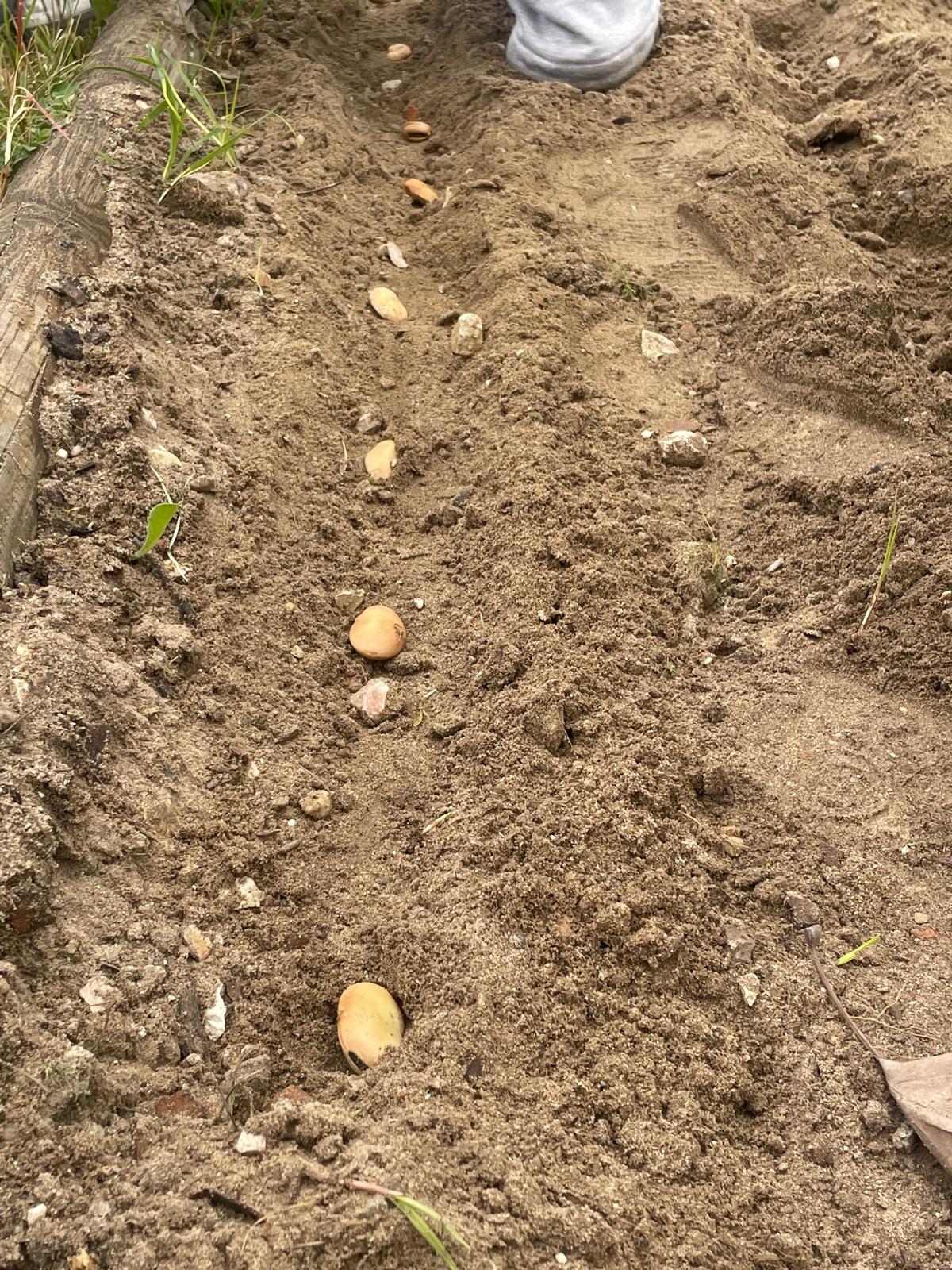 Plantação de batatas