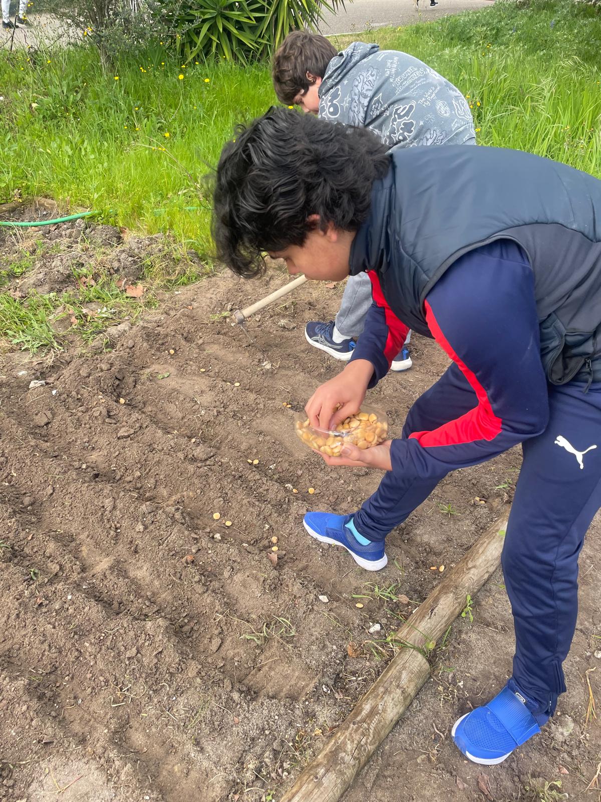 Plantação de batatas