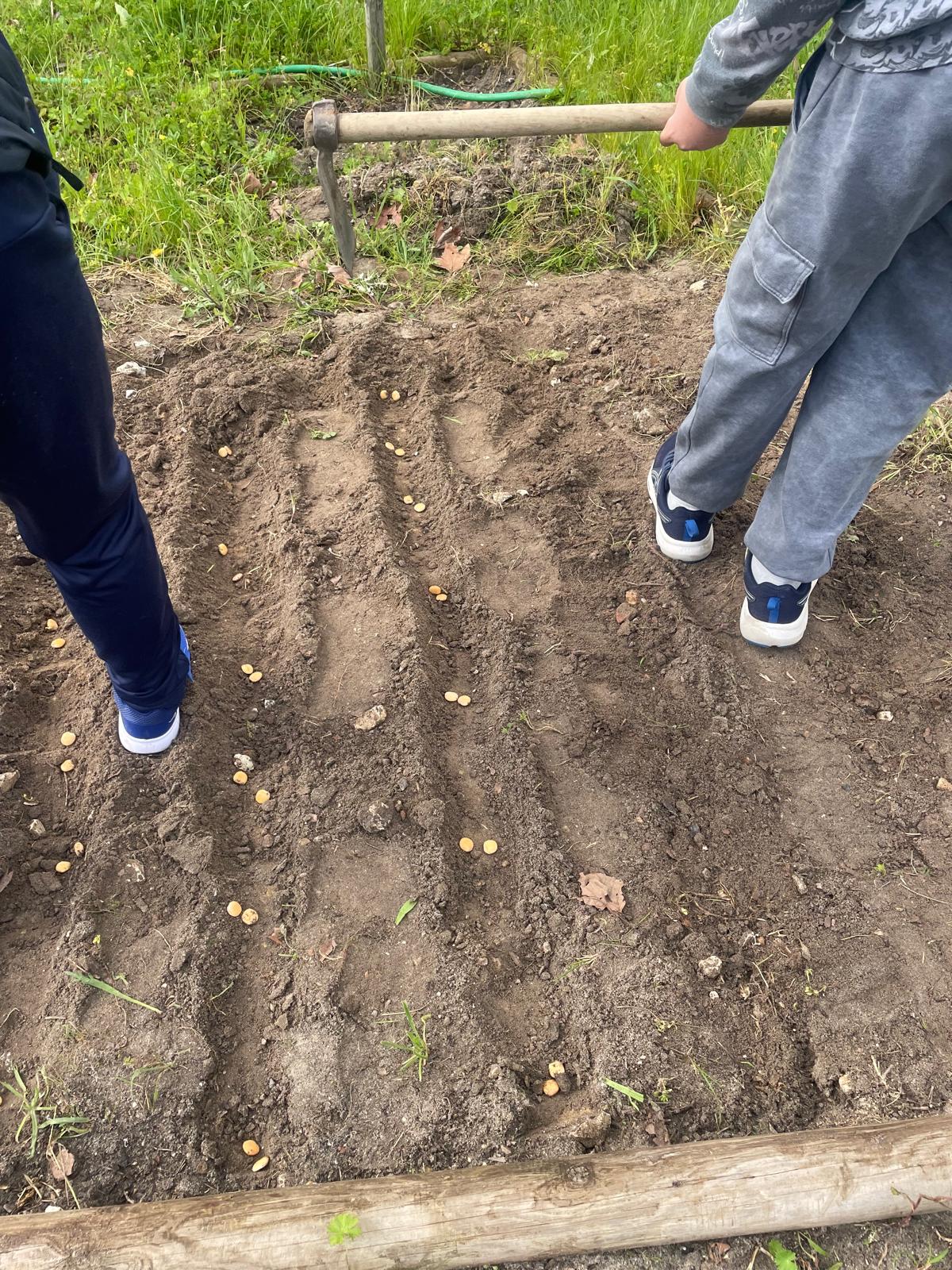 Plantação de batatas