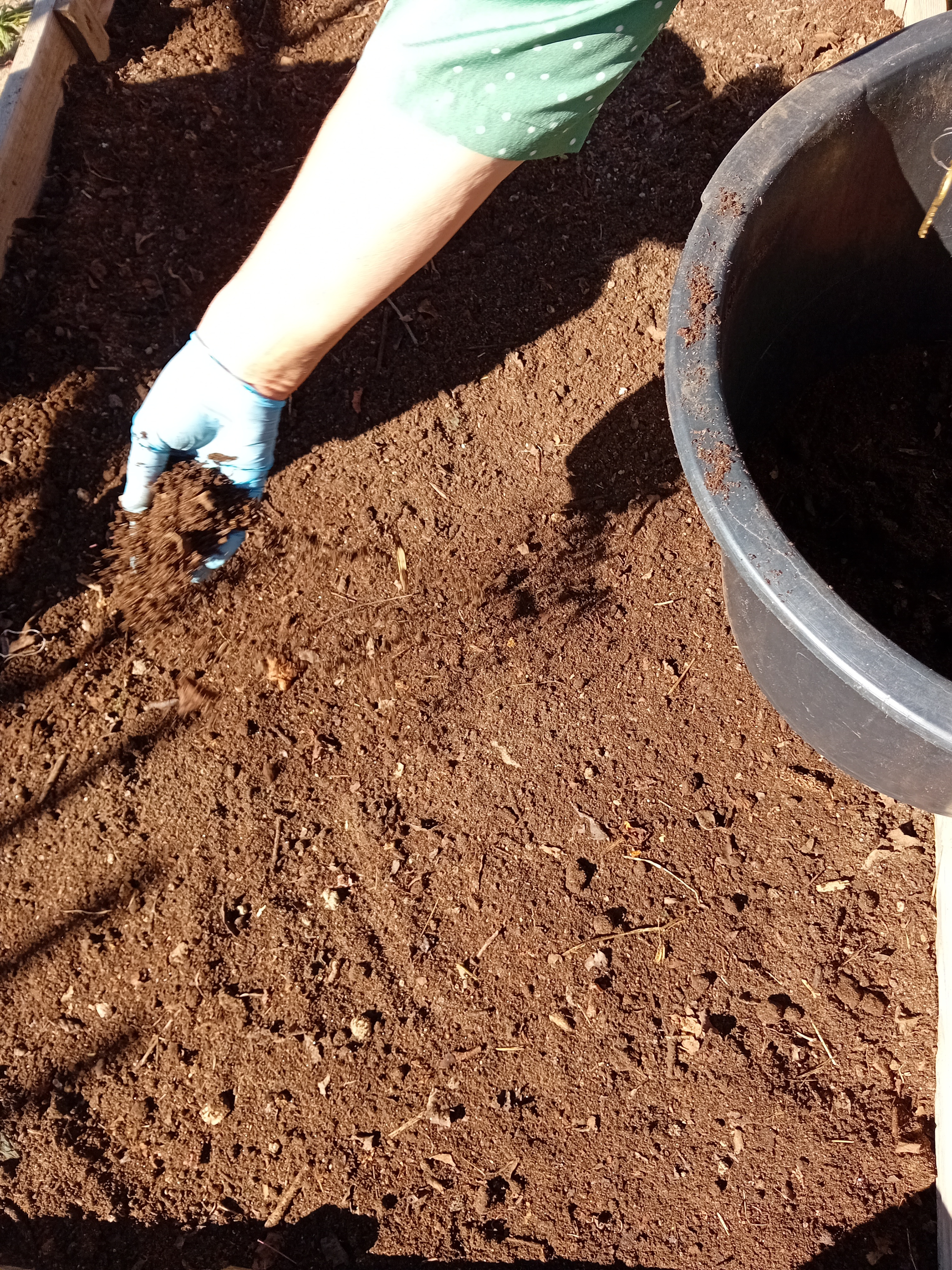 Colocação de composto, retirado da pilha de compostagem nas caixas da horta.