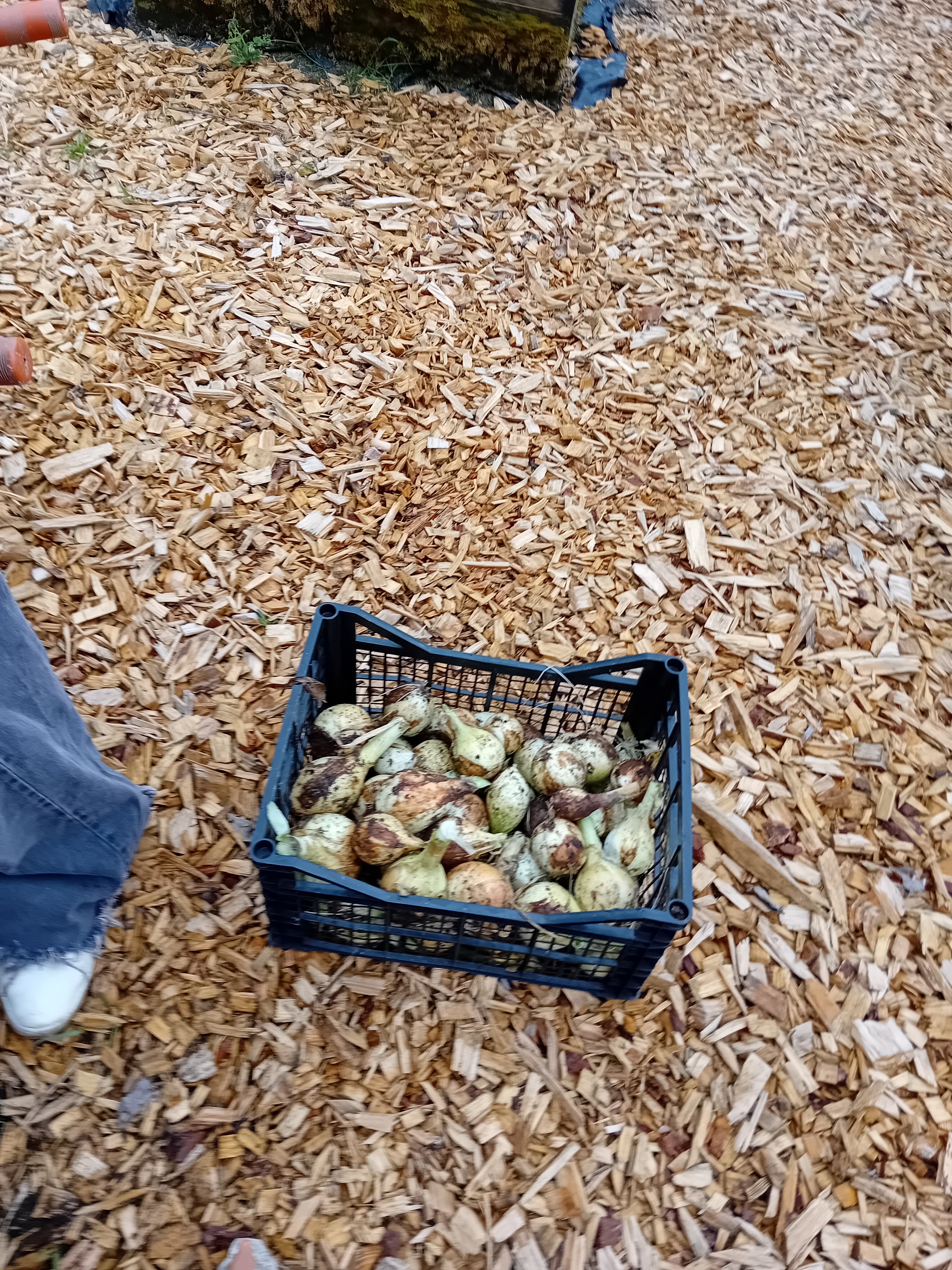 Colheita de cebolas na horta, para venda na escola.