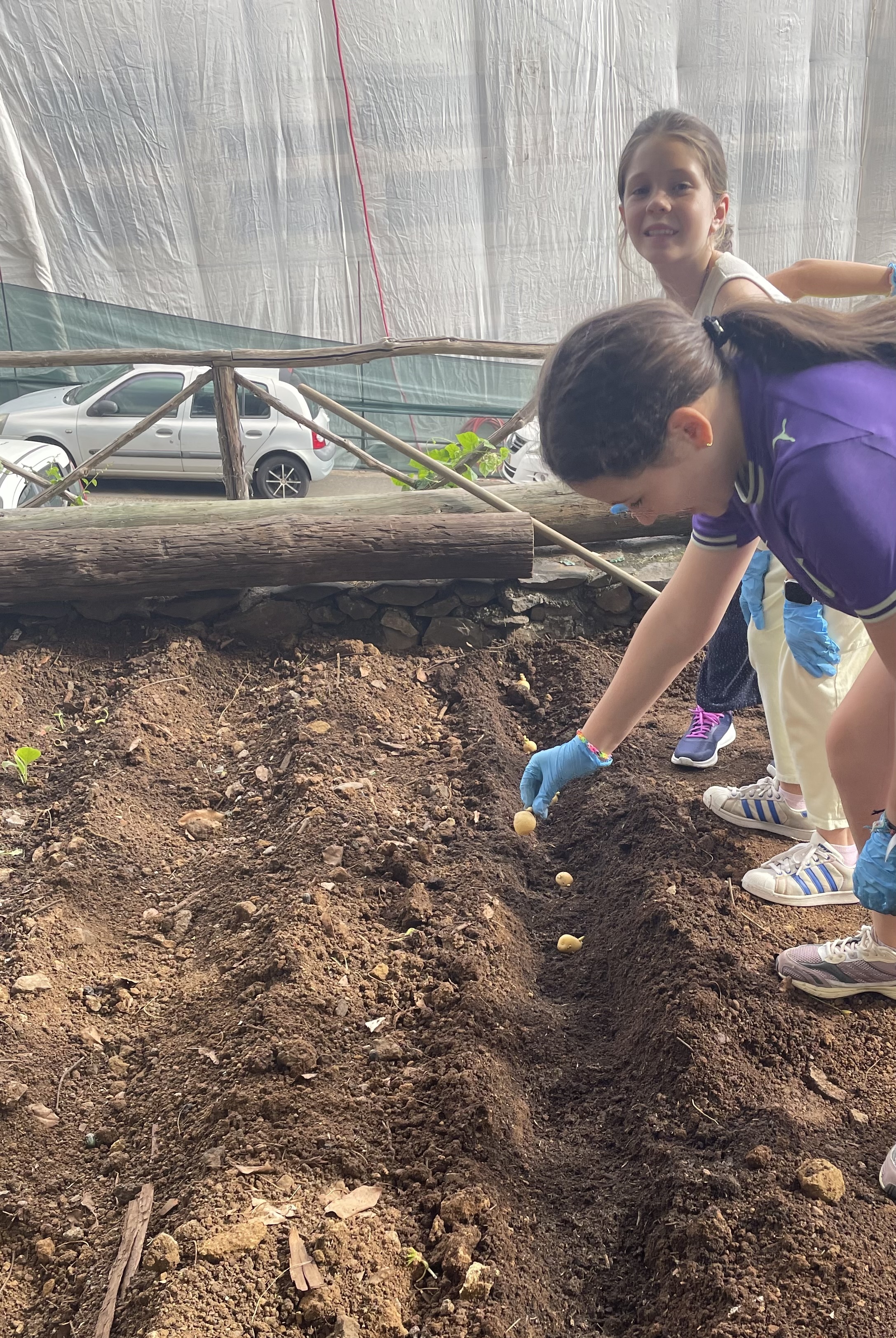 Alunos da Brigada Eco-Escolas a semear batatas. Após abertura de pequenos no solo foram colocadas as batatas-semente greladas.