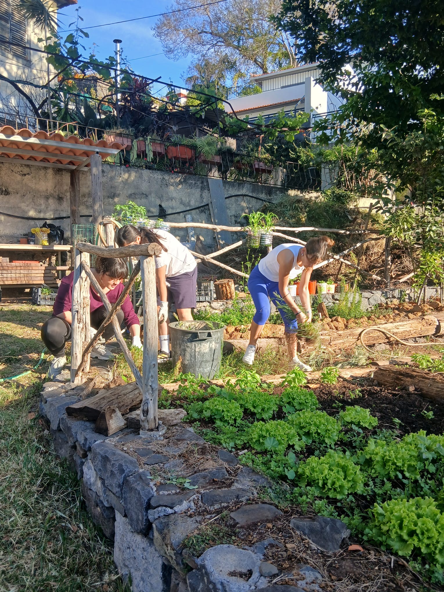 Trabalhos de monda para controlo de ervas daninhas, realizada por alunos do 12.º6 (CEF).