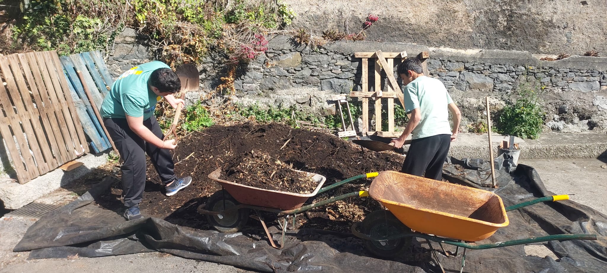 Transporte de composto orgânico cedido pela Águas e Resíduos da Madeira e pela Câmara Municipal do Funchal, para melhorar a qualidade do solo., realizado pelos alunos da Unidade de Ensino Estruturado.
