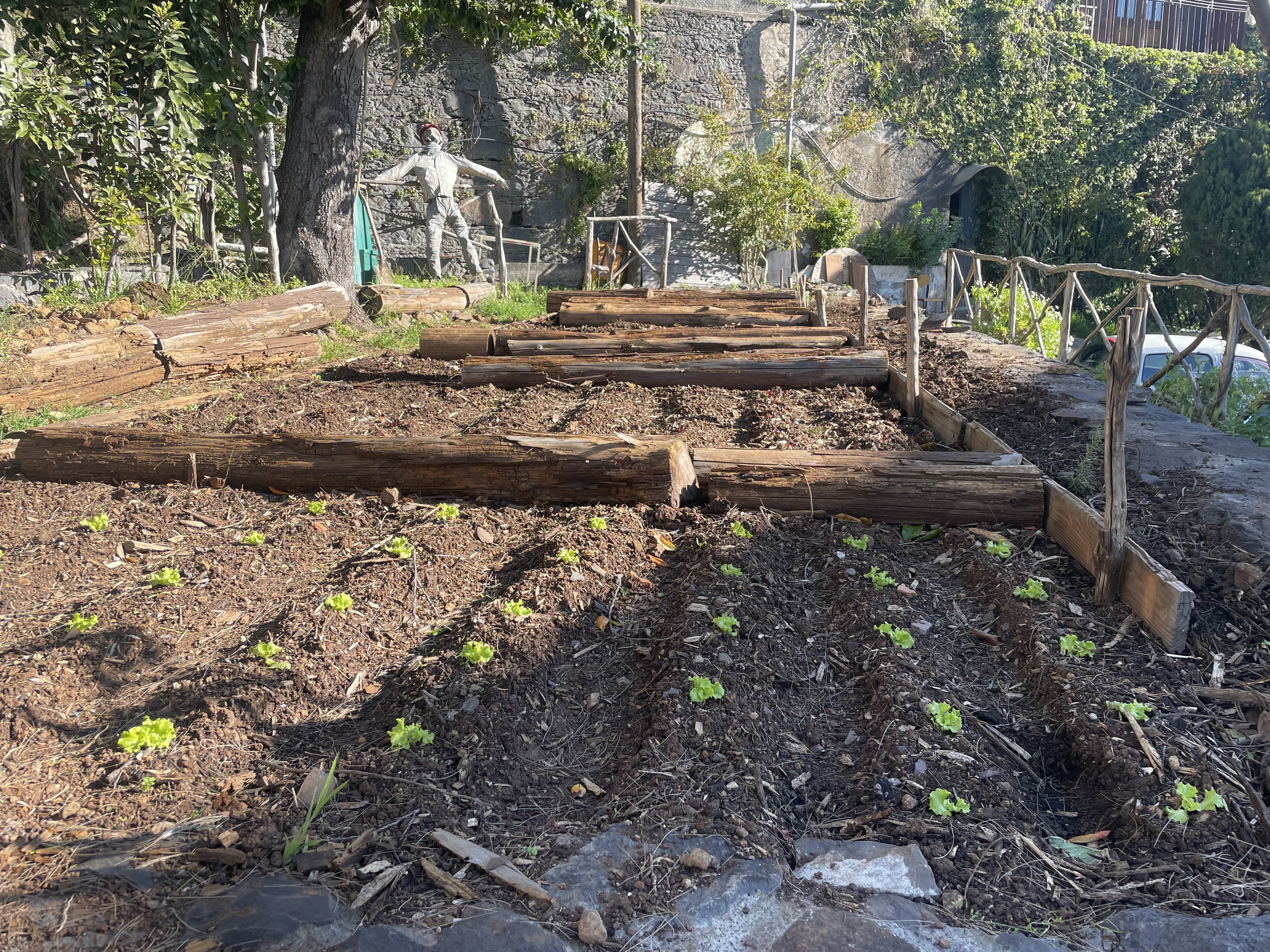 Reorganização e preparação do solo; plantação de alfaces.