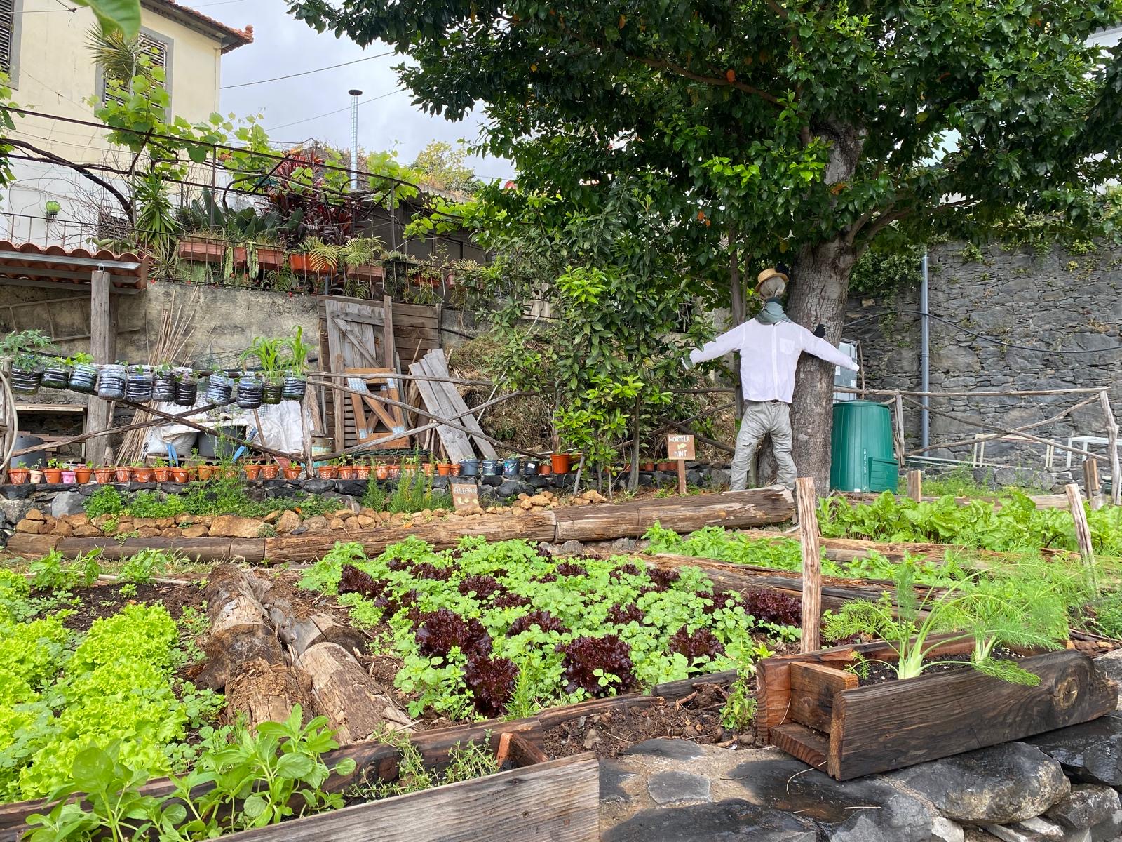 Fotografia atual representativa das culturas existentes na parte dedicada ao cultivo da horta Bio.