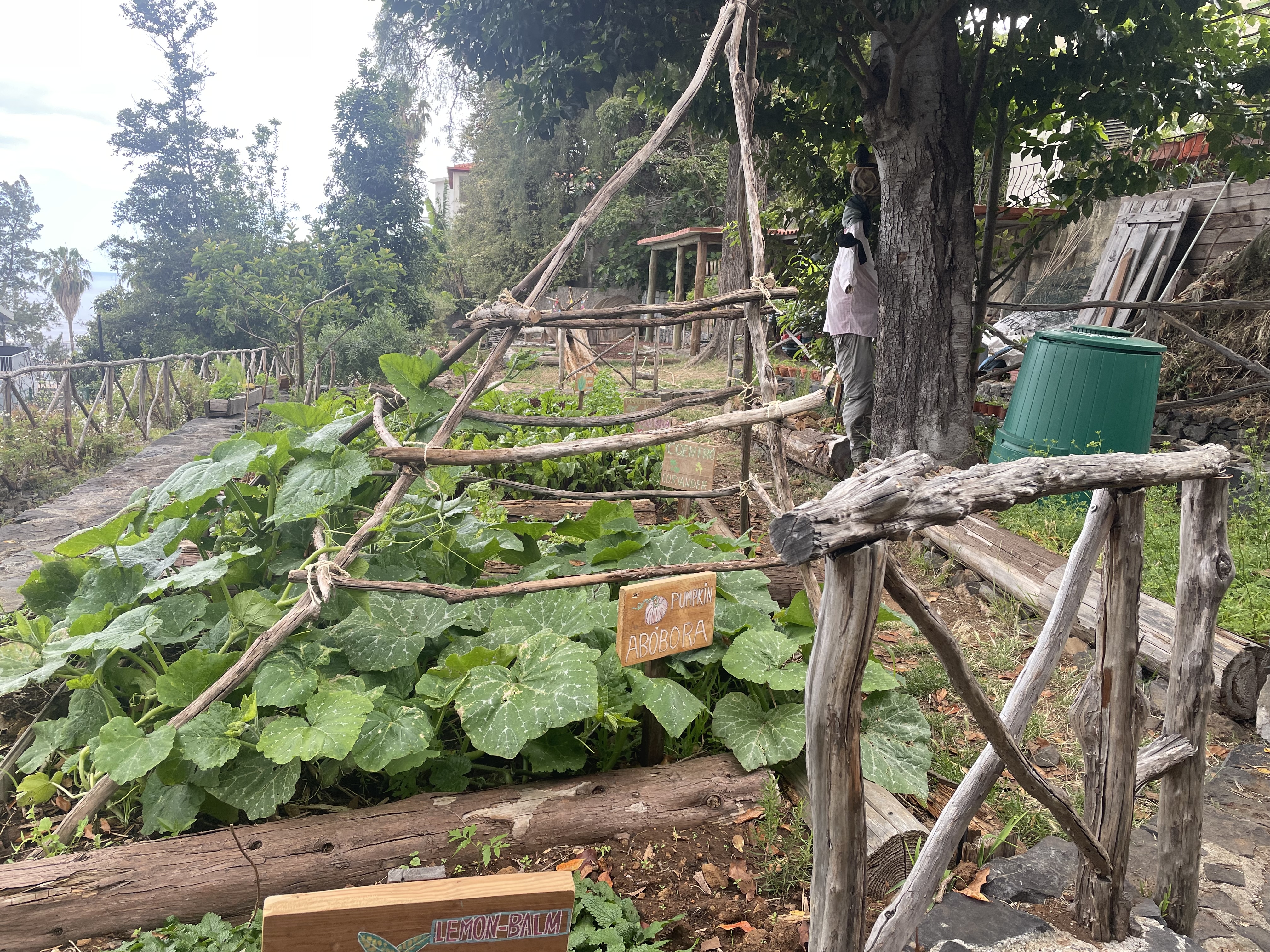 Culturas atuais da horta, com destaque para a estrutura criada de modo a facilitar o crescimento das abóboras.