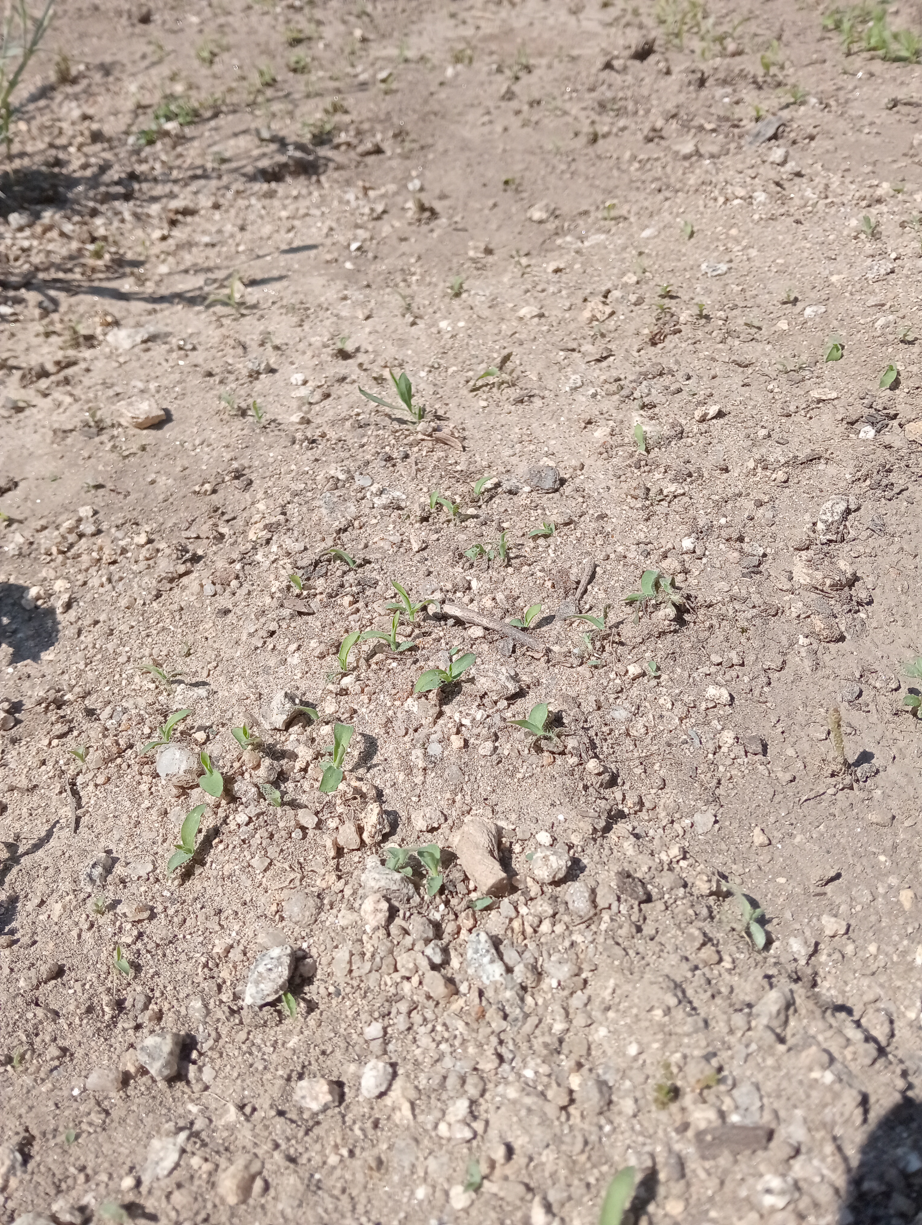 Preparação do terreno
Germinação das sementes