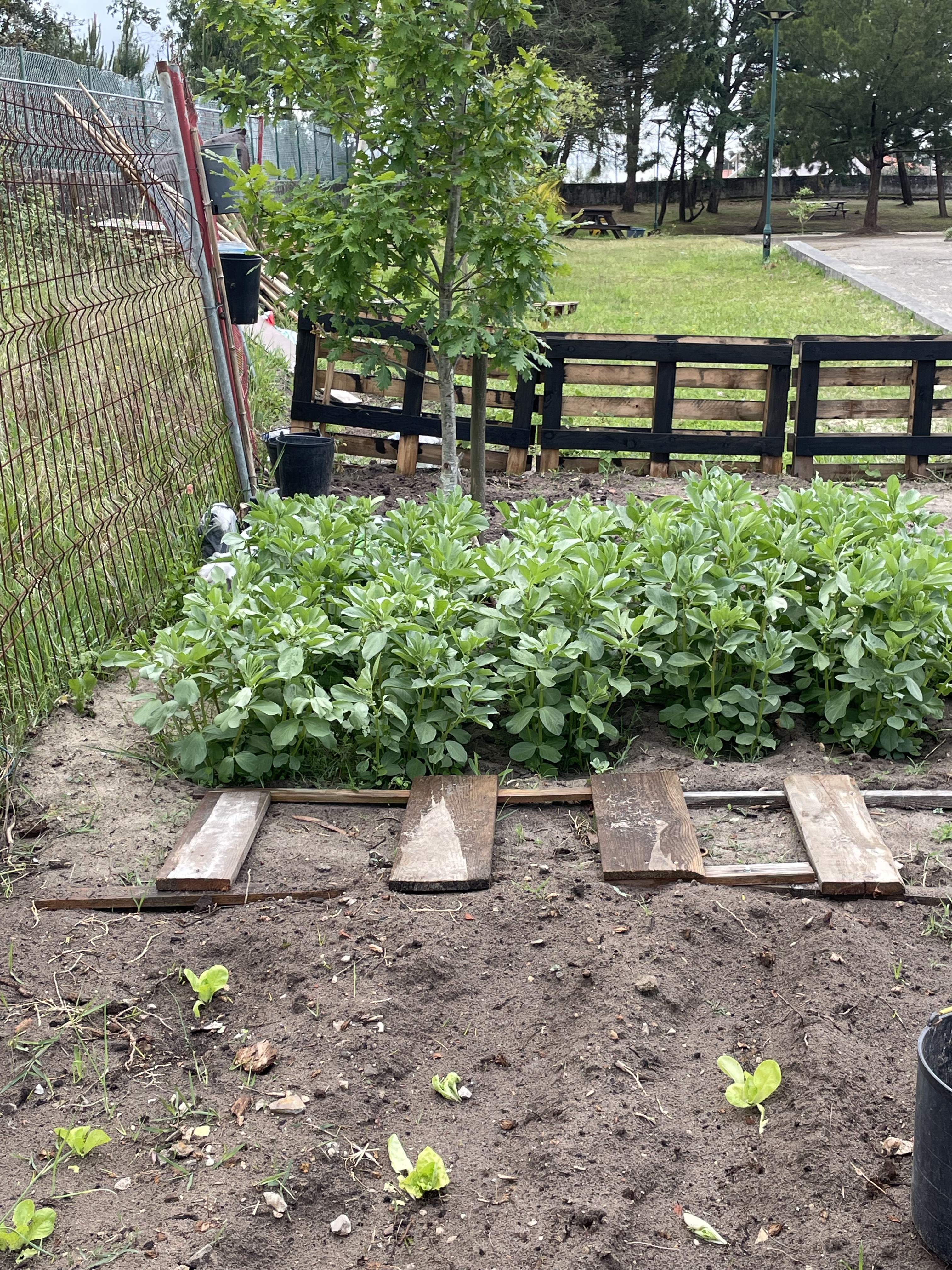 Foto 6 - Desenvolvimentos das plantações