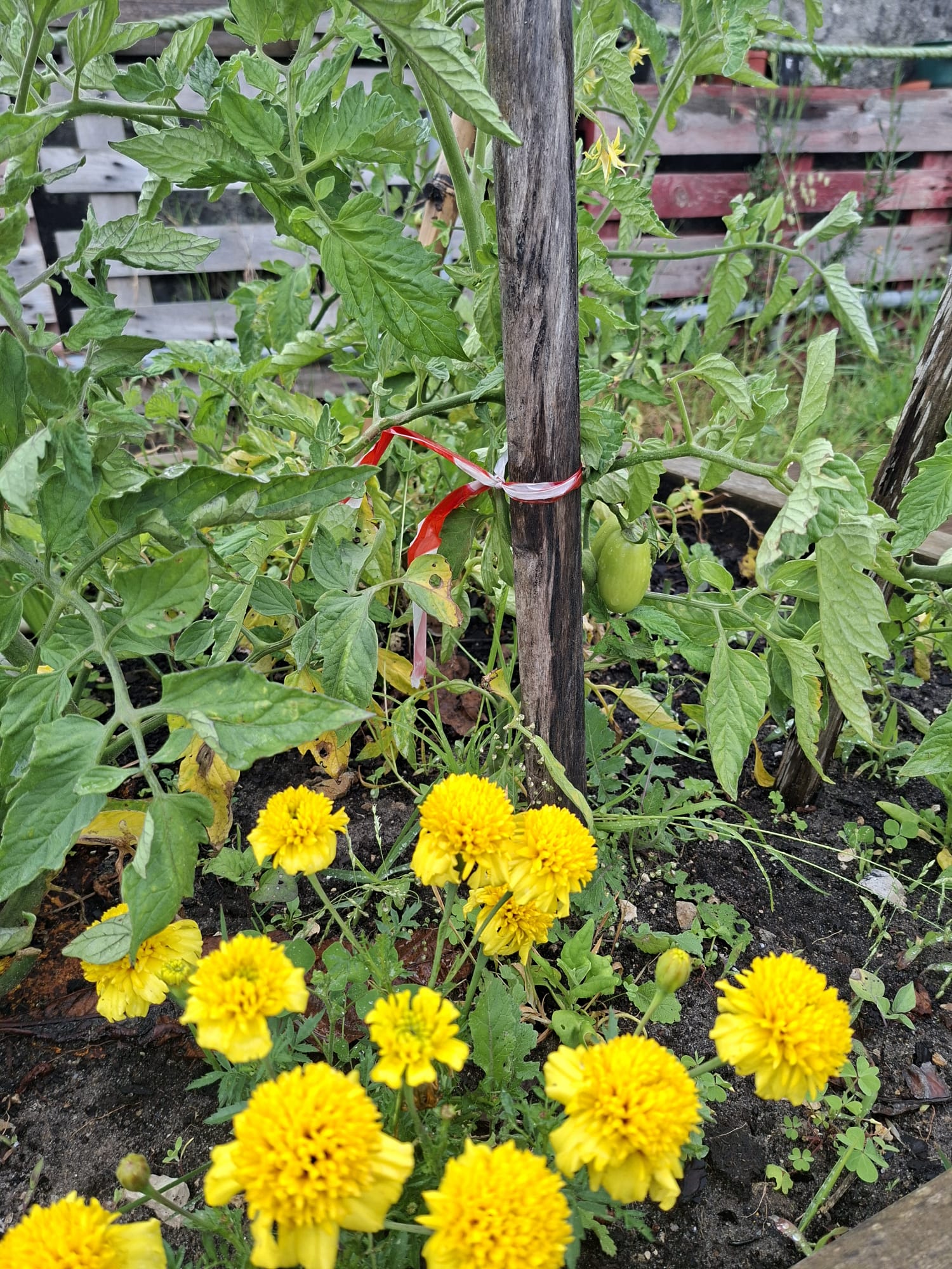 Foto 2- Exemplo de consociação de culturas (tomate/cravo-túnico, manjericão)