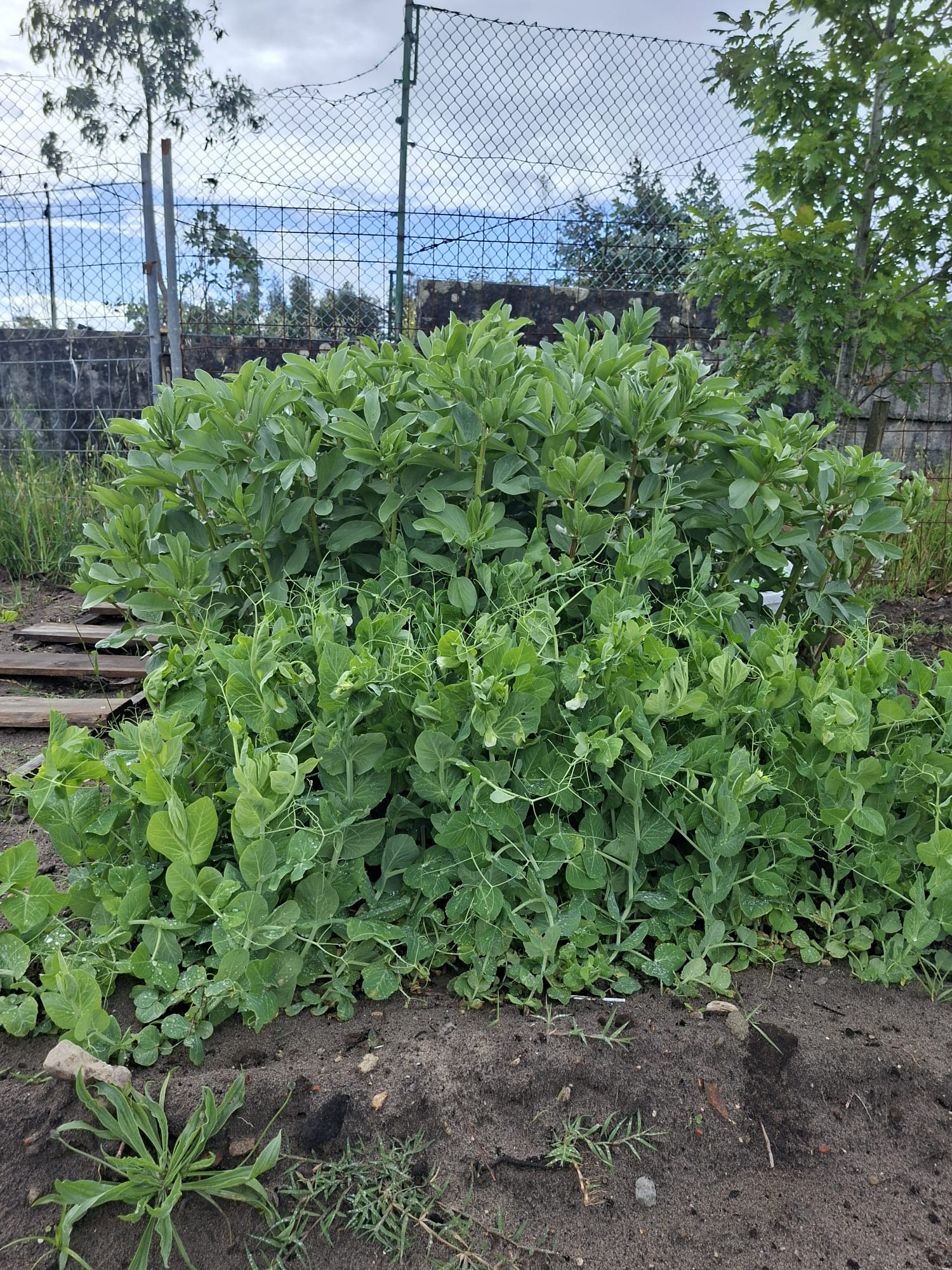 Foto 3 - Crescimento das favas e ervilhas