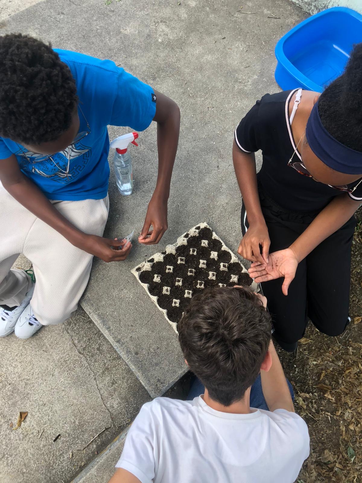 Germinação de sementes (favas, salsa, couve ratinha, calêndulas, acelgas, alface, espinafres) em caixas de ovos, usando substrato vegetal e húmus de minhoca.