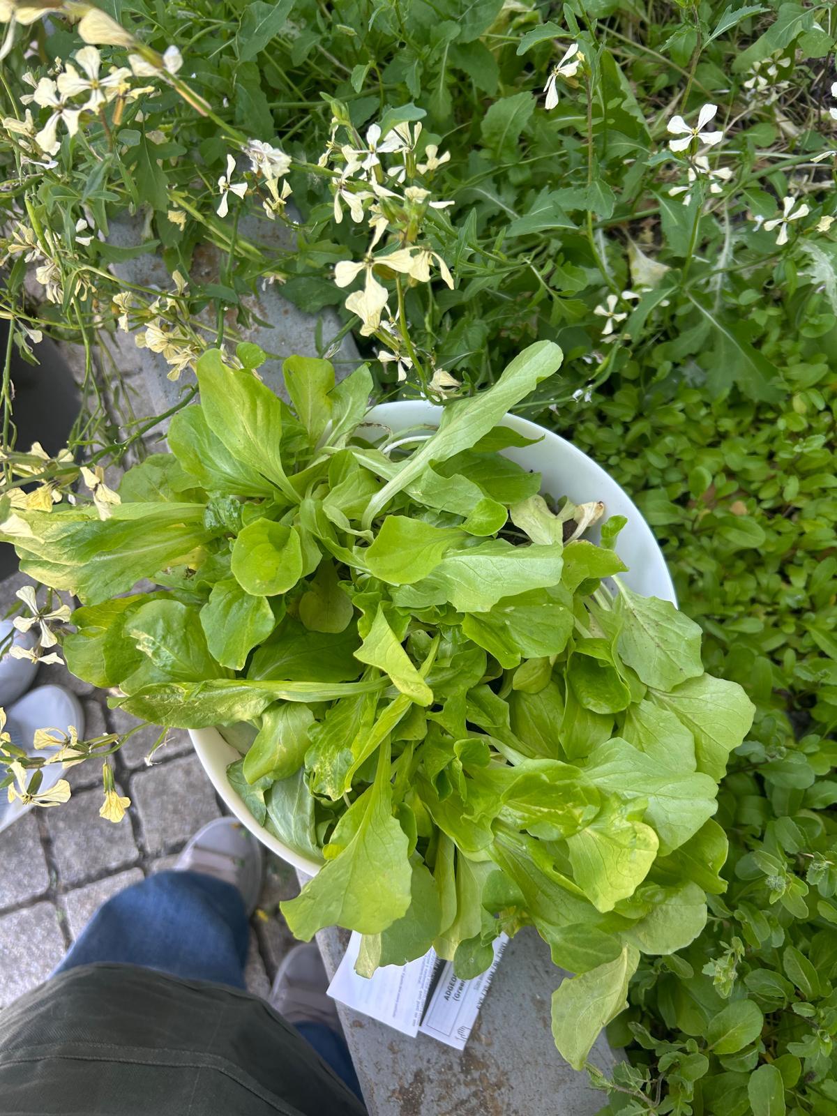 Plantação de novas alfaces (variedade rústica "orelha de burro" cedidas pelos avós de um aluno.