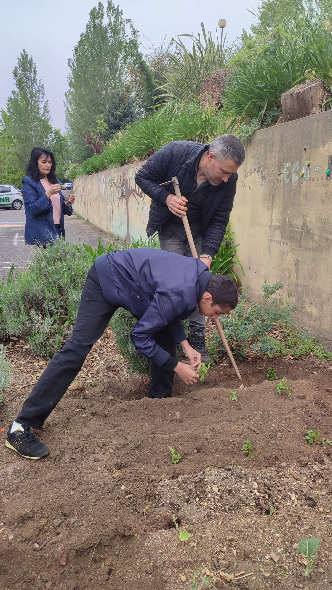 Aluno a realizar a plantação de salsa, participando ativamente nas atividades da horta biológica e aprendendo técnicas de cultivo sustentável.