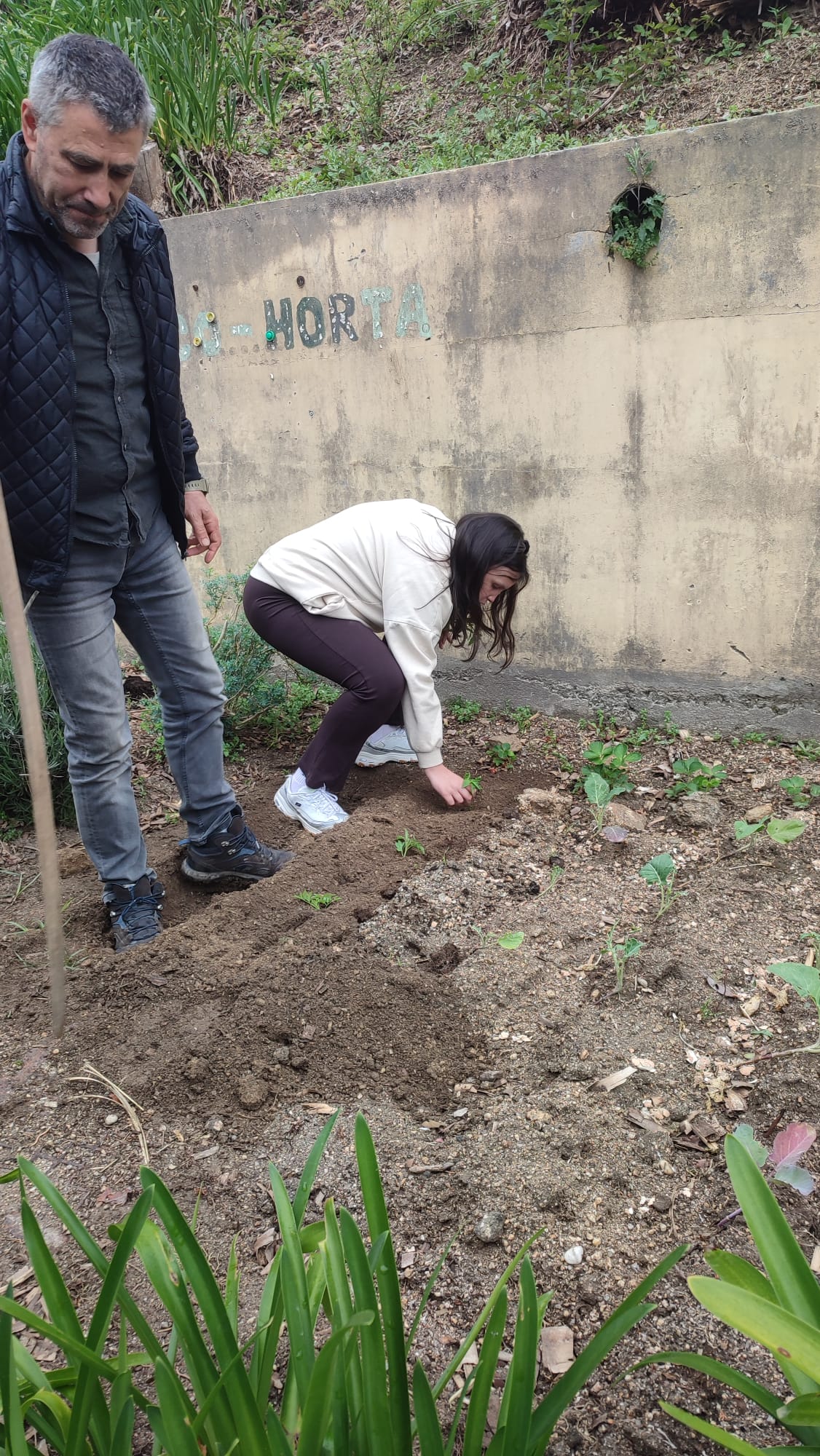 Horta com plantação de couve e salsa, evidenciando o desenvolvimento das culturas cultivadas pelos alunos na horta biológica.