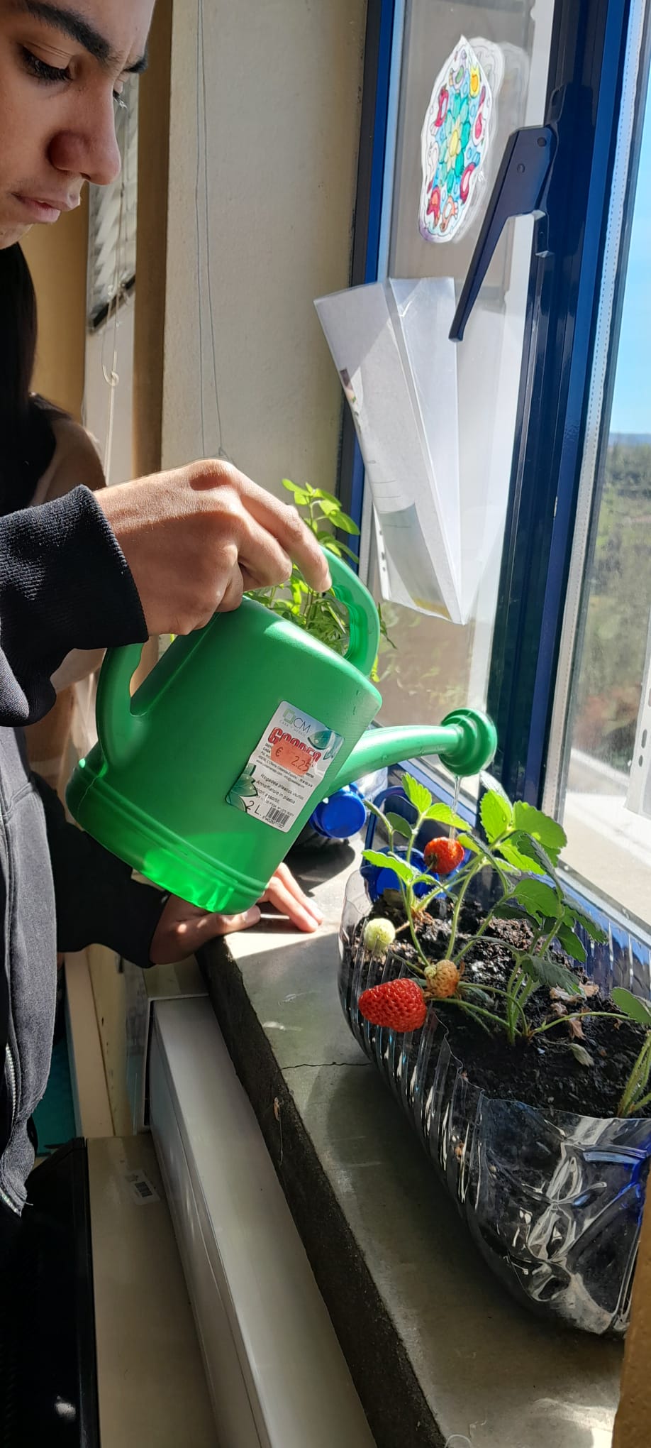 Aluno a regar a sementeira de morangueiros já com frutos, garantindo os cuidados necessários para o desenvolvimento saudável das plantas.