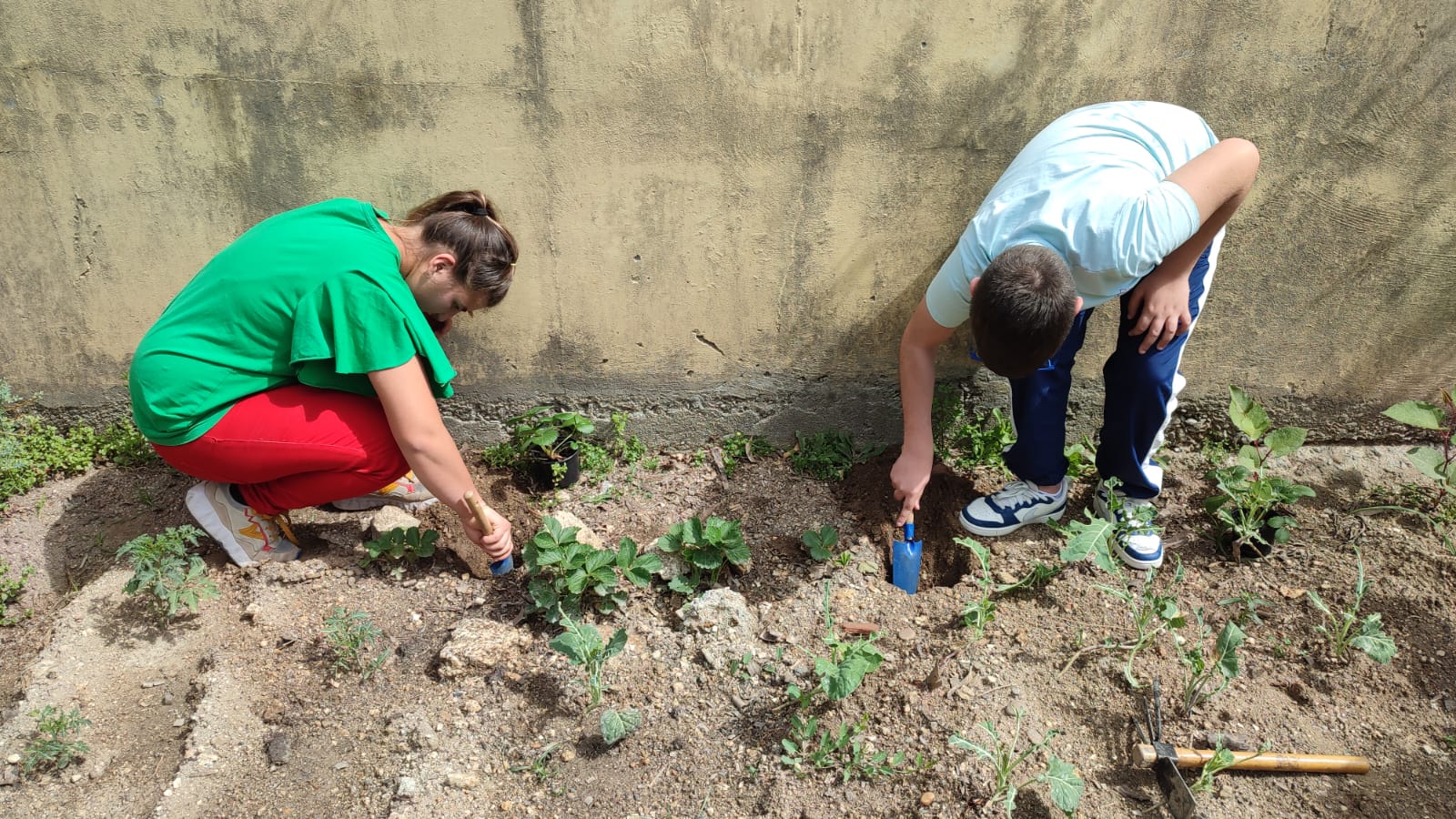 Alunos a cuidar dos morangueiros da horta, realizando tarefas de manutenção e acompanhamento do crescimento das plantas.