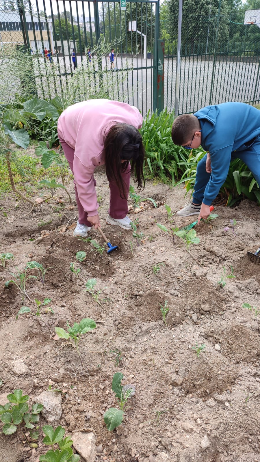 Alunos a cuidar das couves da horta, realizando tarefas de manutenção e acompanhamento do crescimento das plantas.