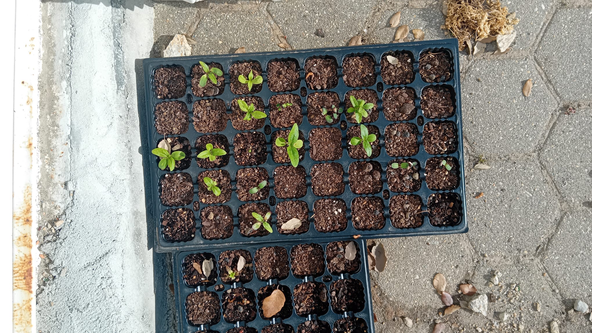 Germinação