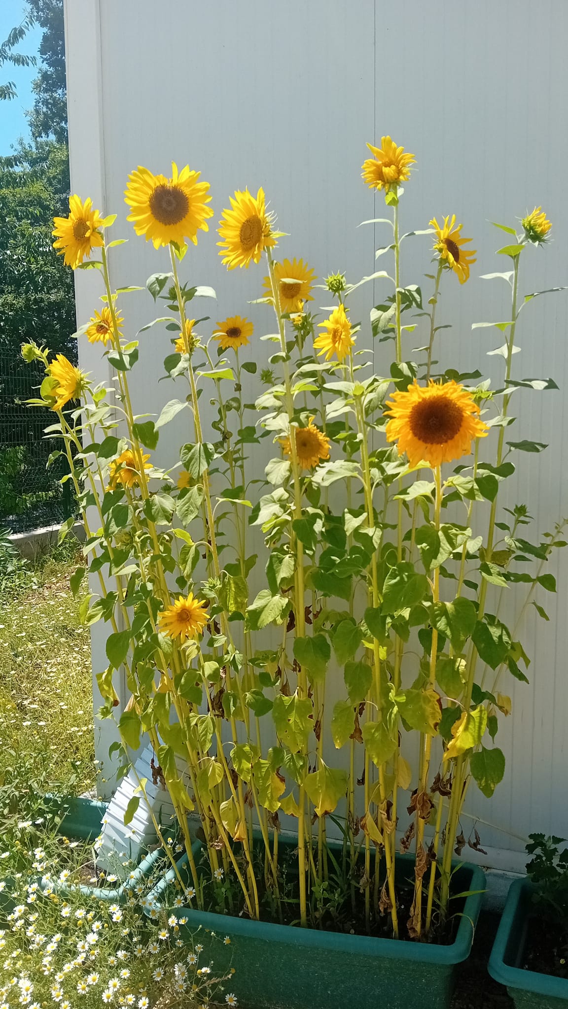 Girassóis a florir