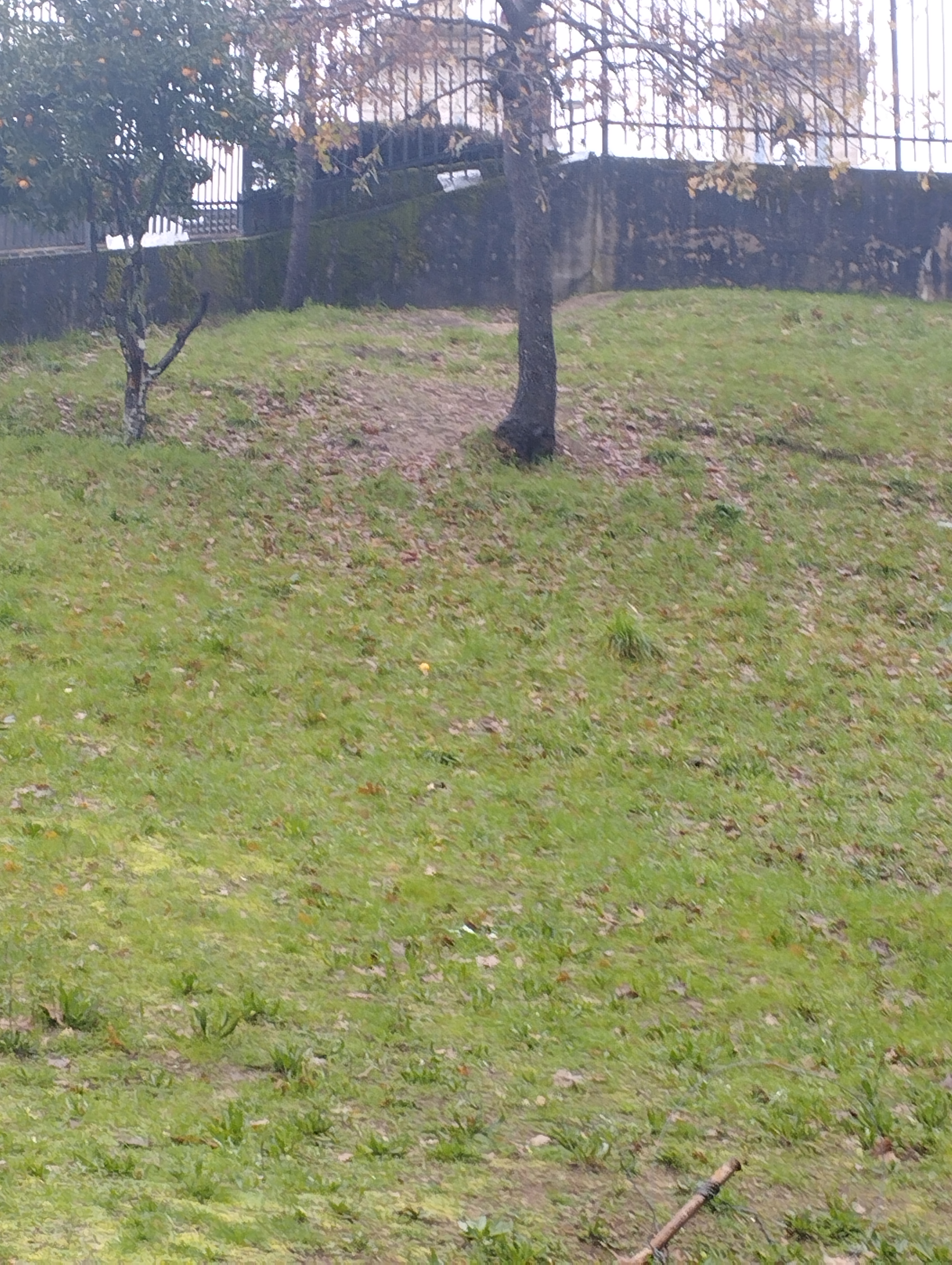 Ponto mais elevado do terreno destinado à instalação de um sistema de recolha de águas pluviais, que permitirá a rega da horta e da estufa por gravidade.