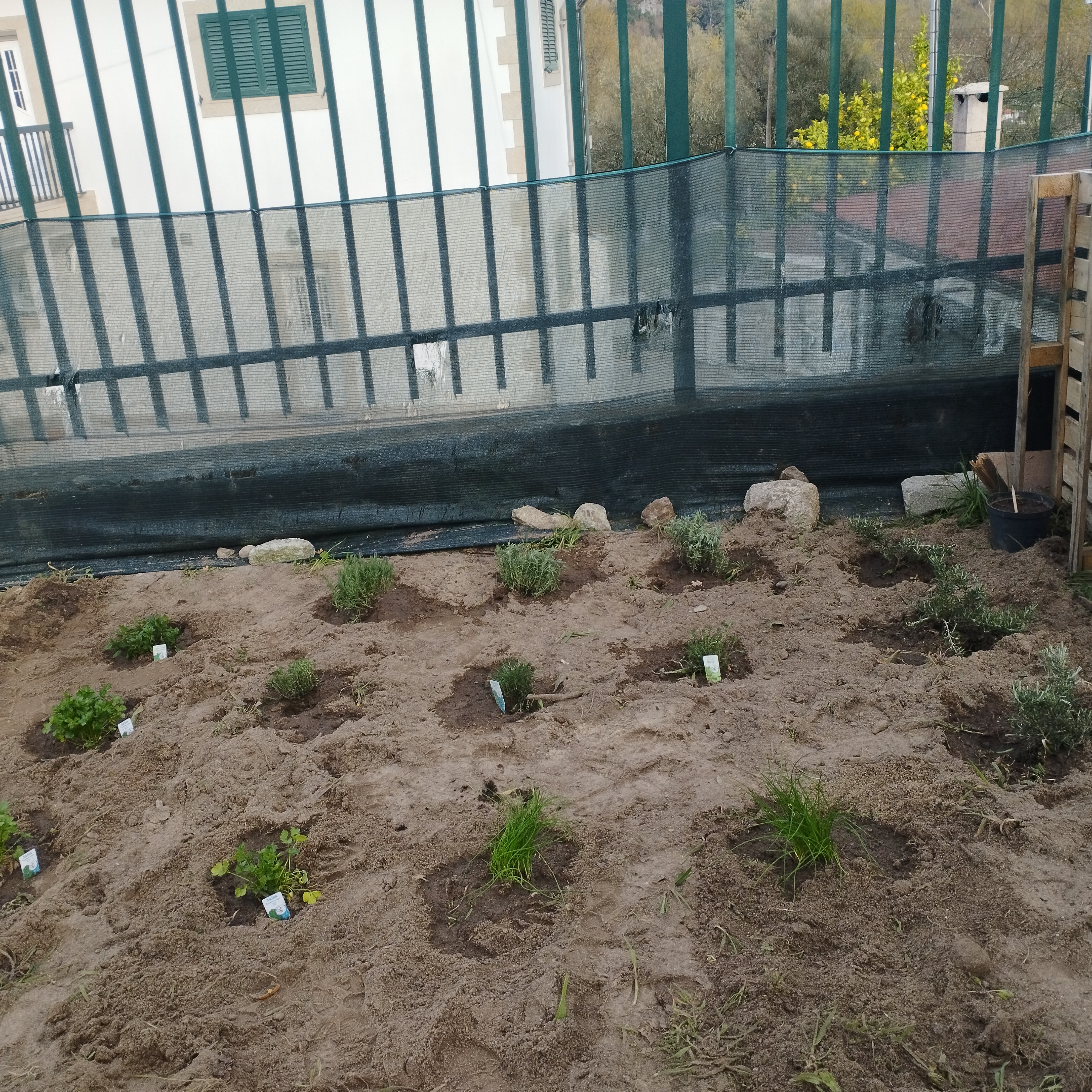 Canteiro da horta plantado com diversas plantas aromáticas nomeadamente, alfazema, alecrim, salsa, hortelã, tomilho e cebolinho.