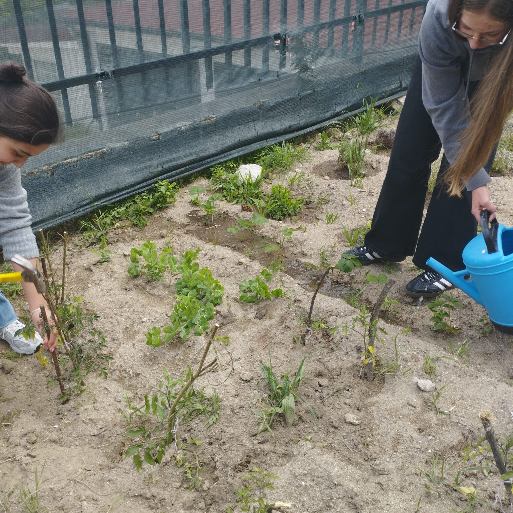 Colocação de estacas nos tomateiros e rega das plantas, garantindo o suporte necessário ao seu crescimento e manutenção da horta.