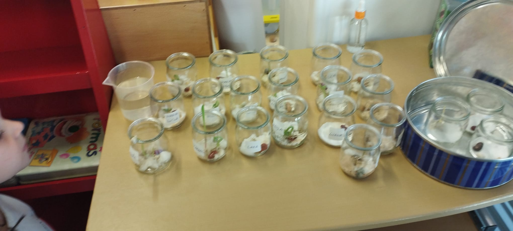 Experiência da germinação para transpor para a horta biológica.