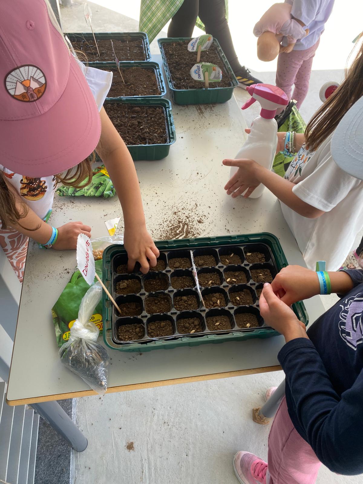 Germinação de sementes para transplantar para a horta biológica.