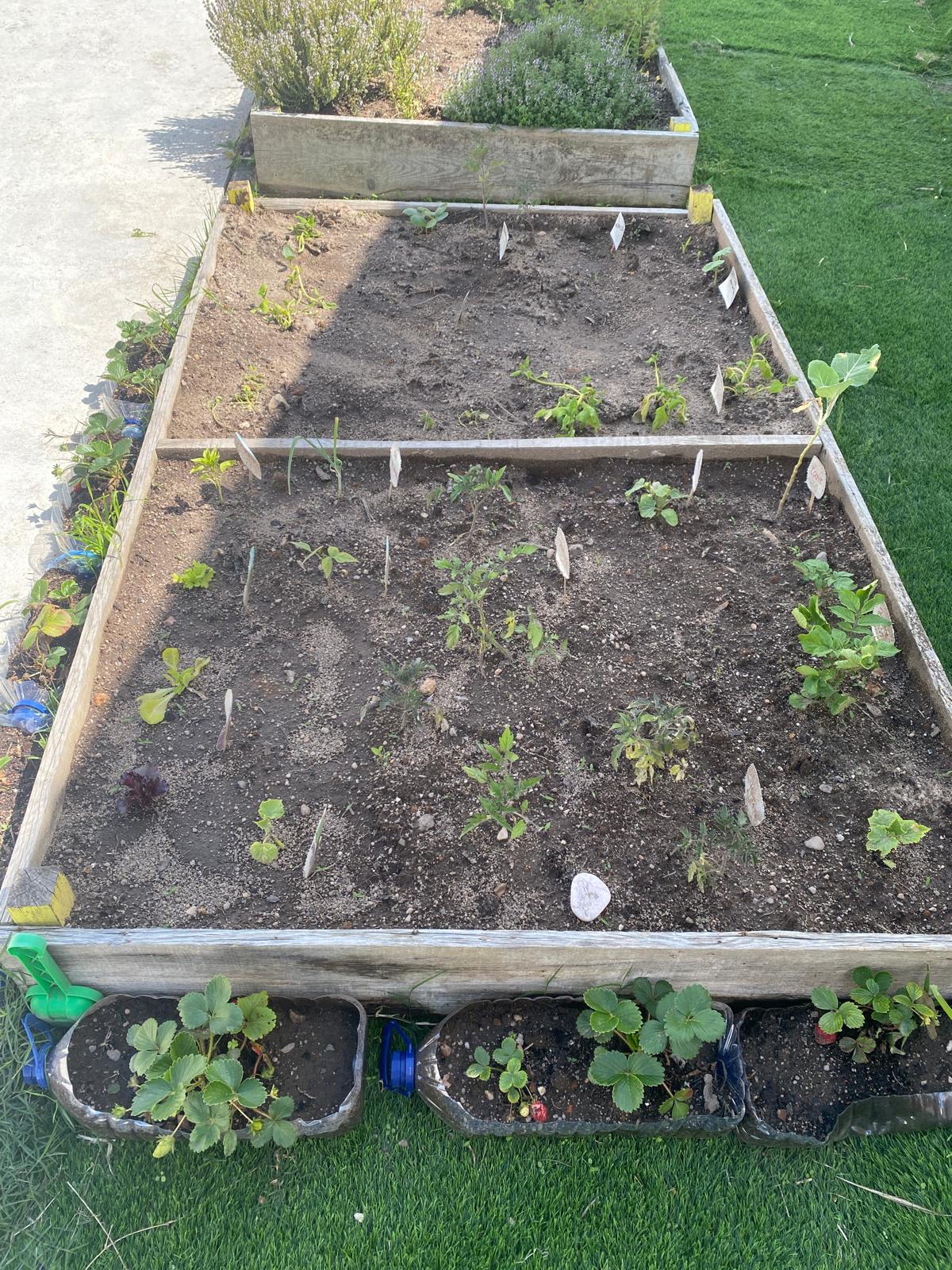 Observação do crescimento das plantas pelas crianças.