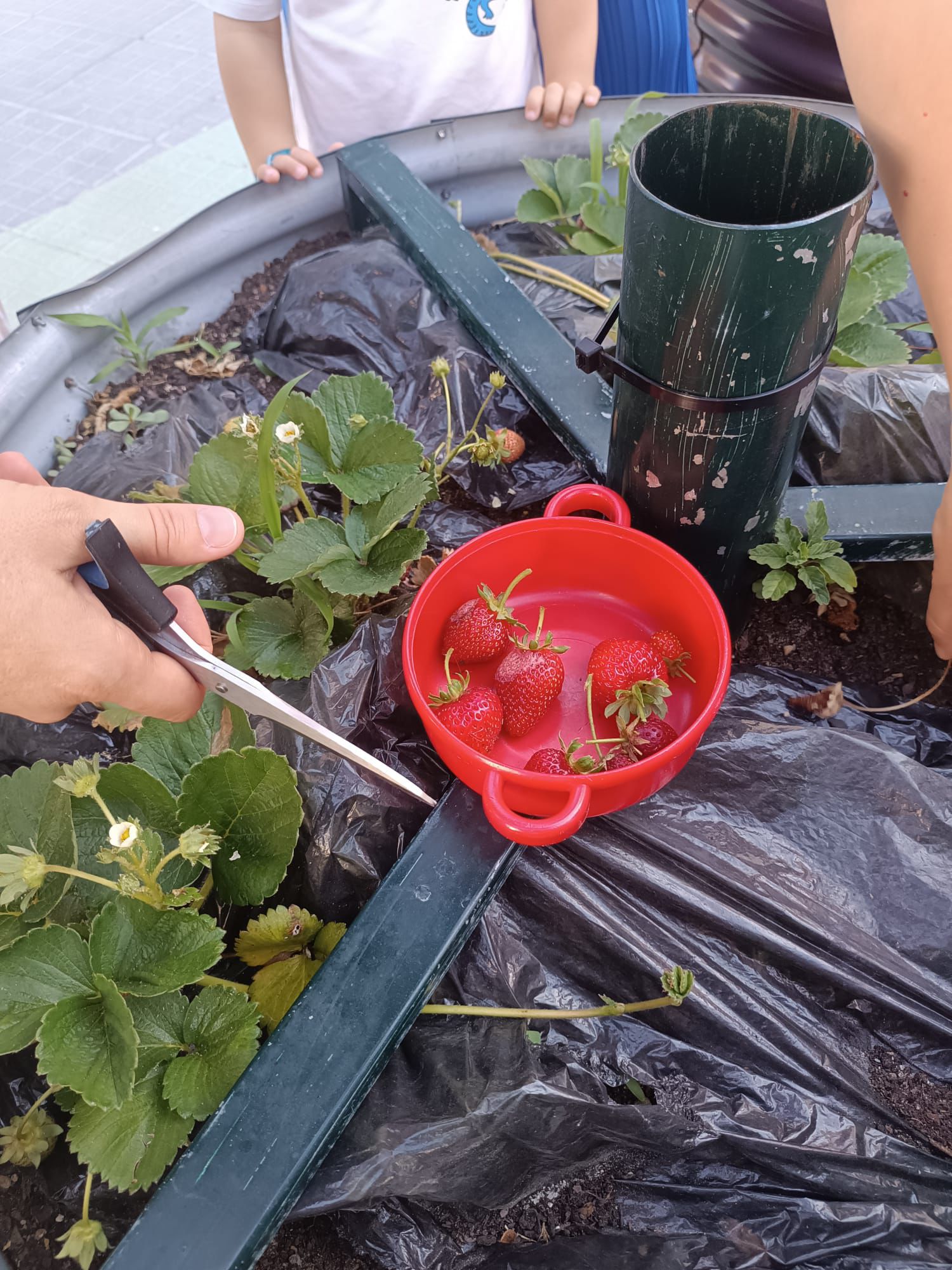 Horta em crescimento.
