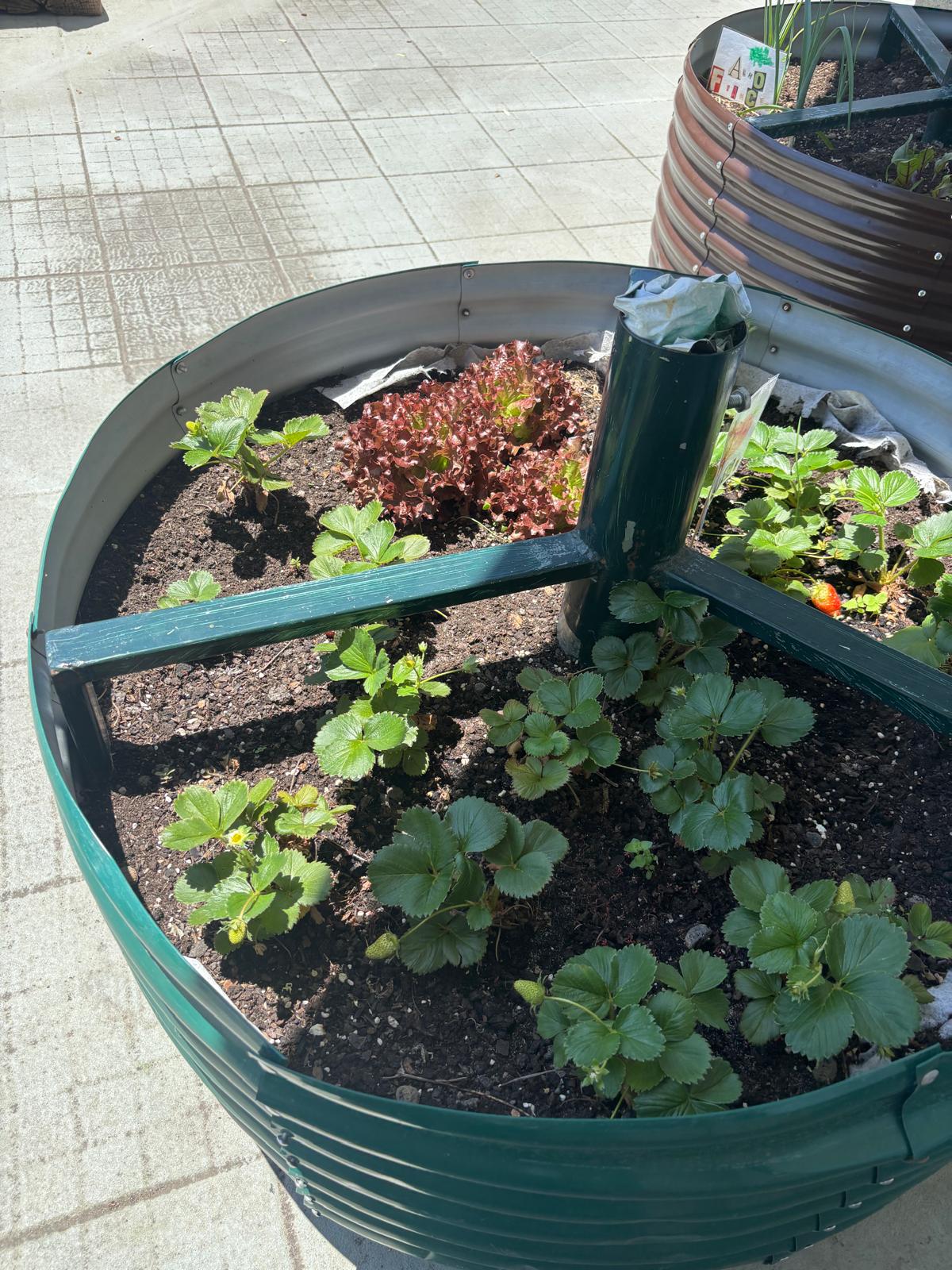 Horta em crescimento.