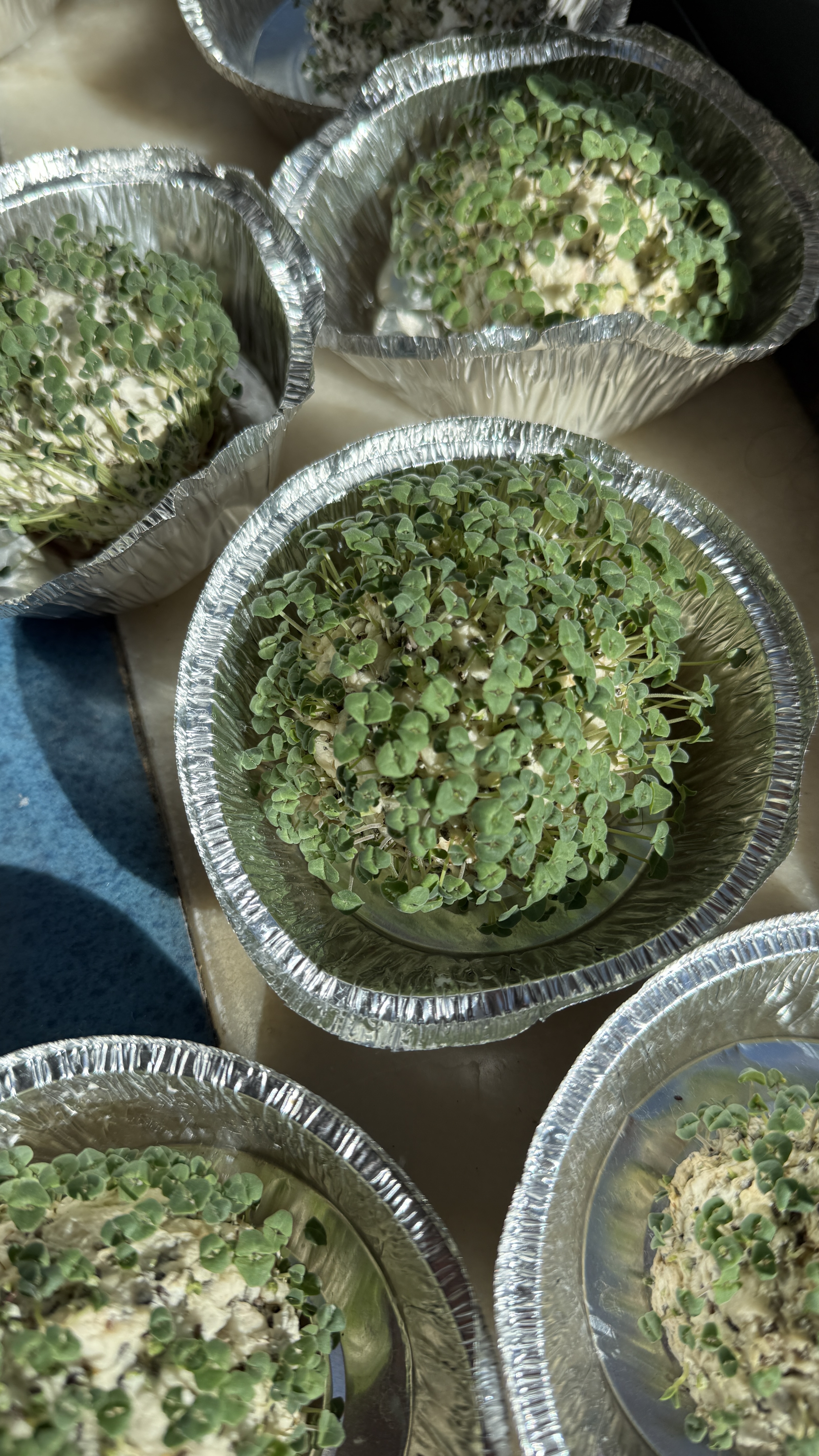 Germinação da semente de Chia, para depois transplantar para nossa horta