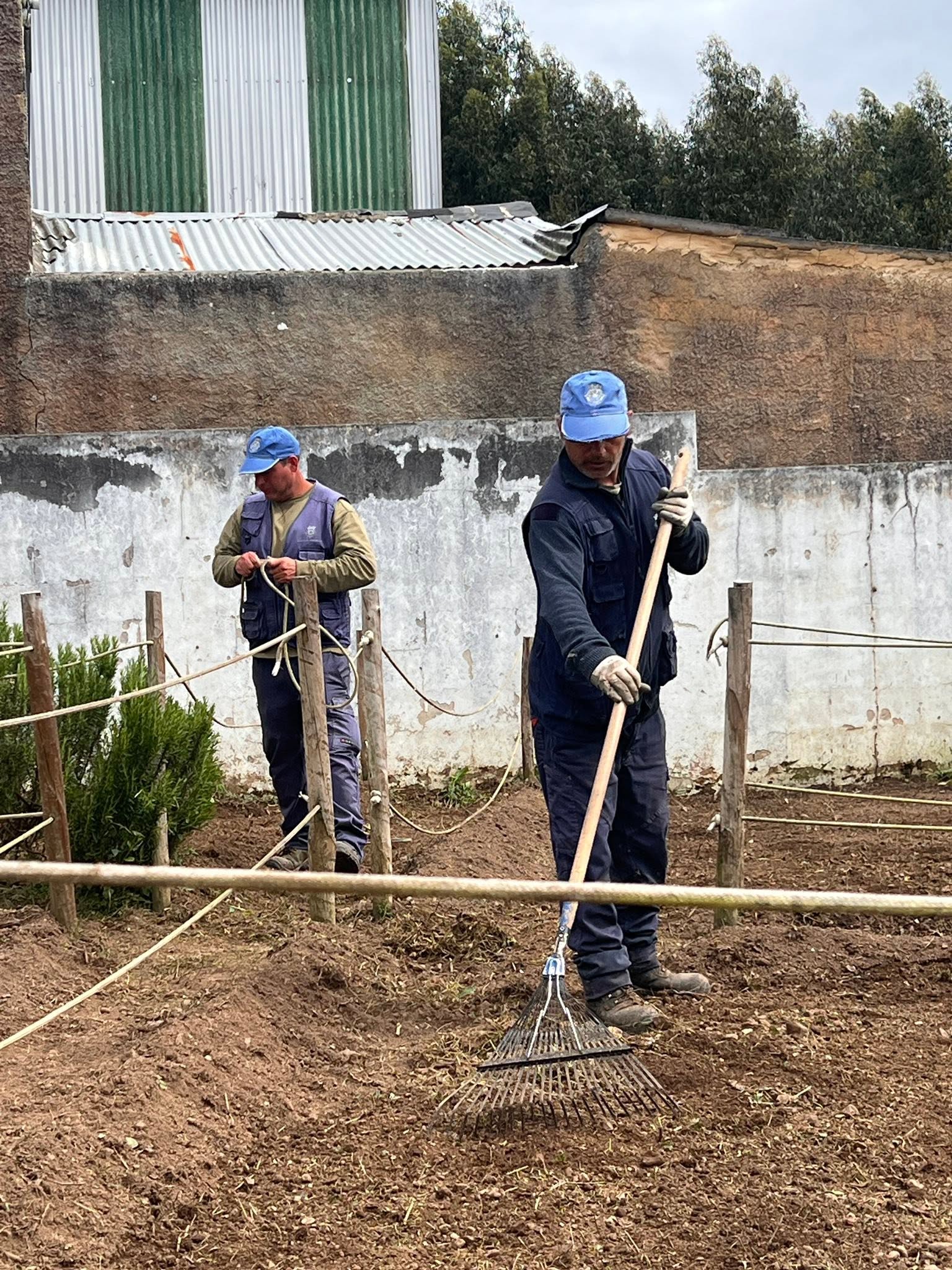 Plantação de Morangueiros.