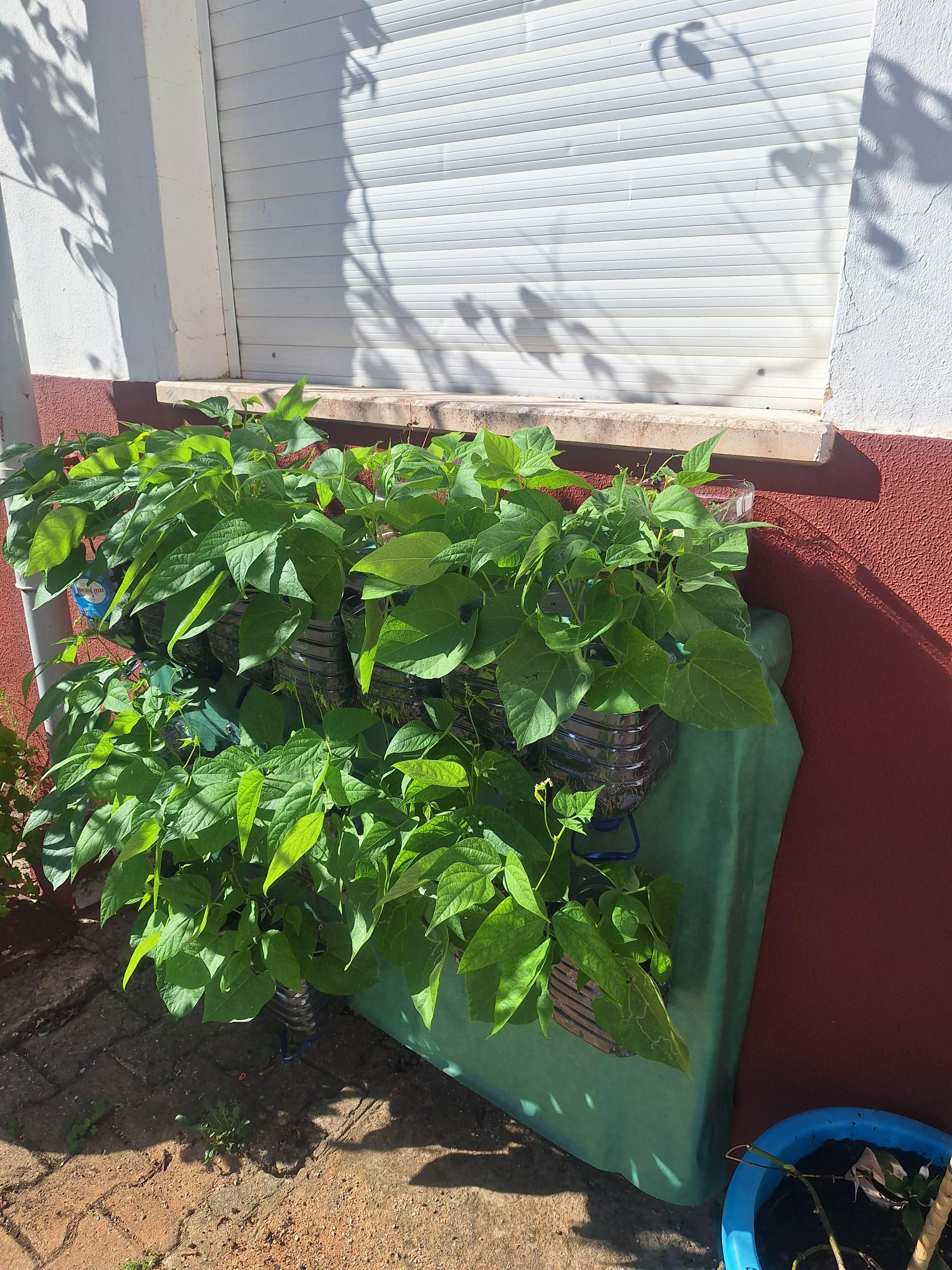 Plantações de feijões