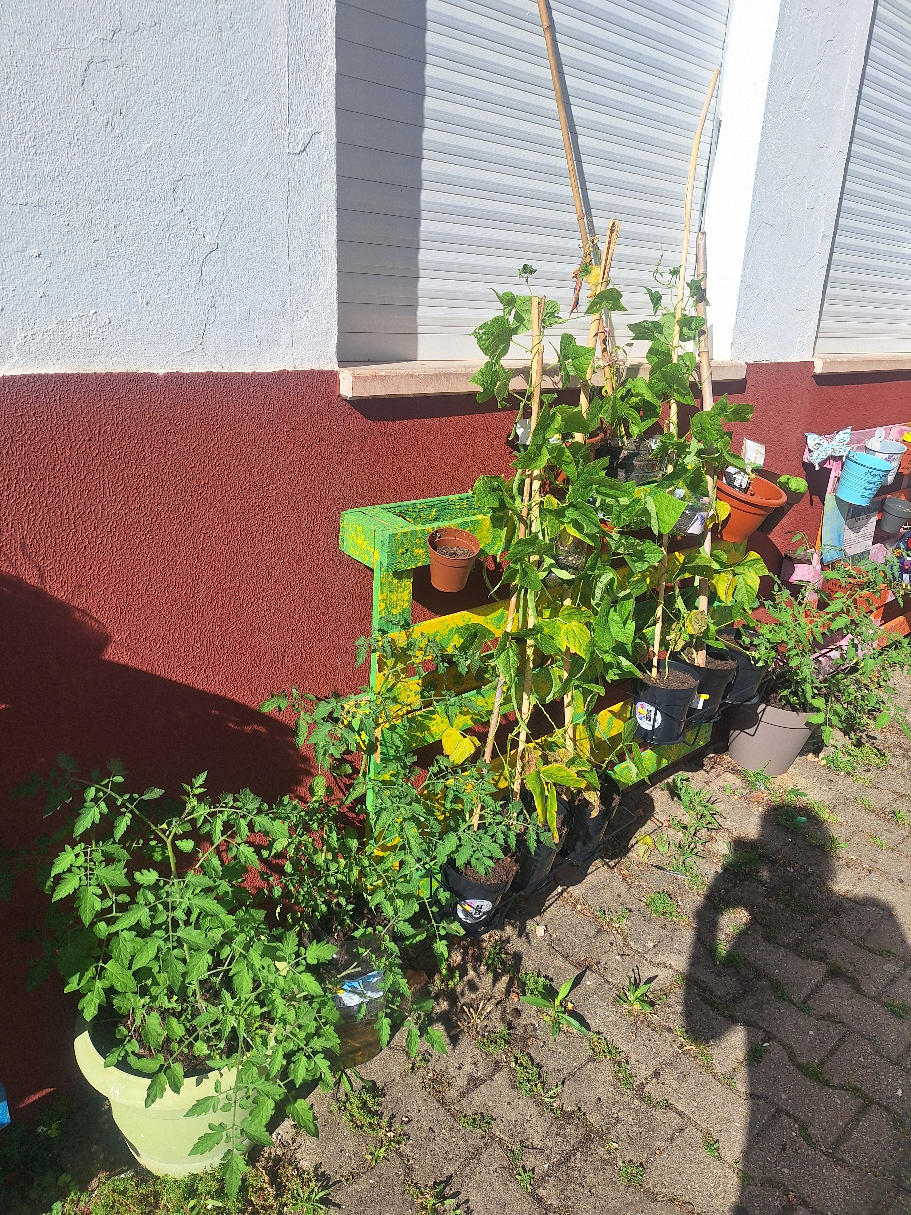 Plantações de tomateiras e feijão verde