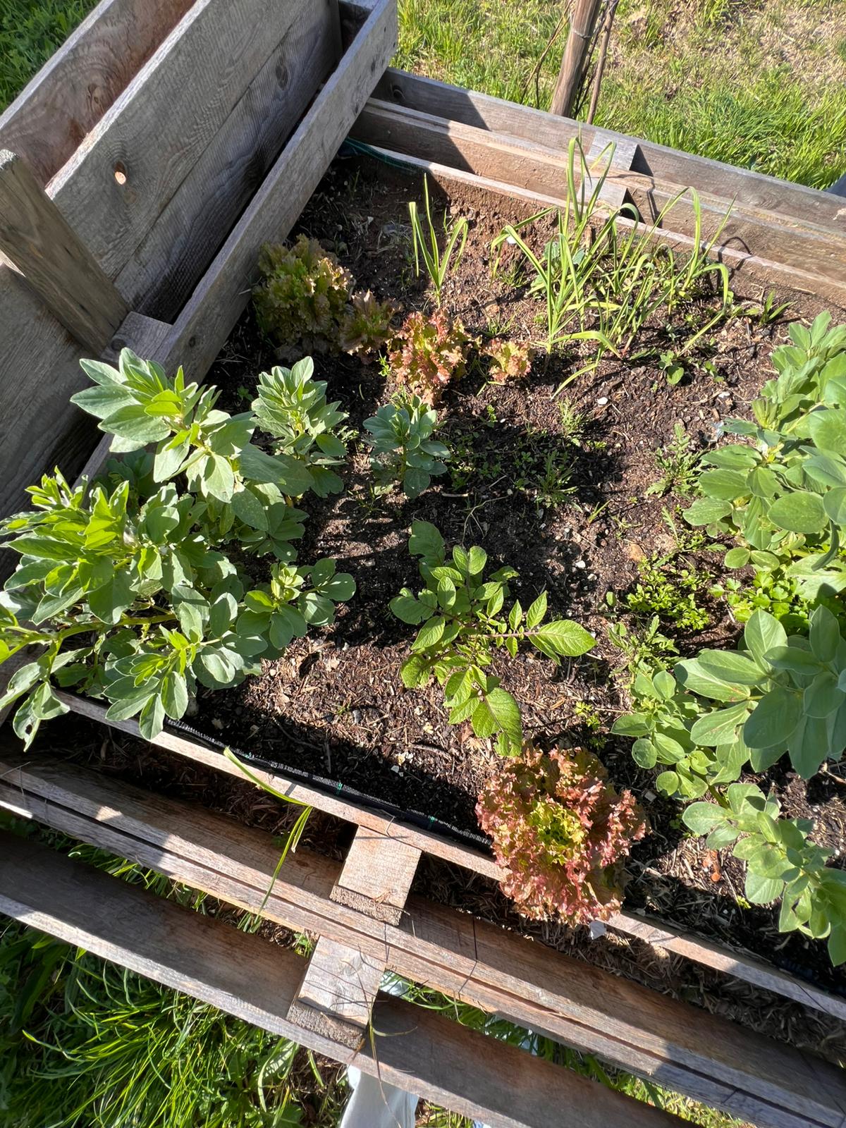 As primeiras sementes plantadas a crescer...