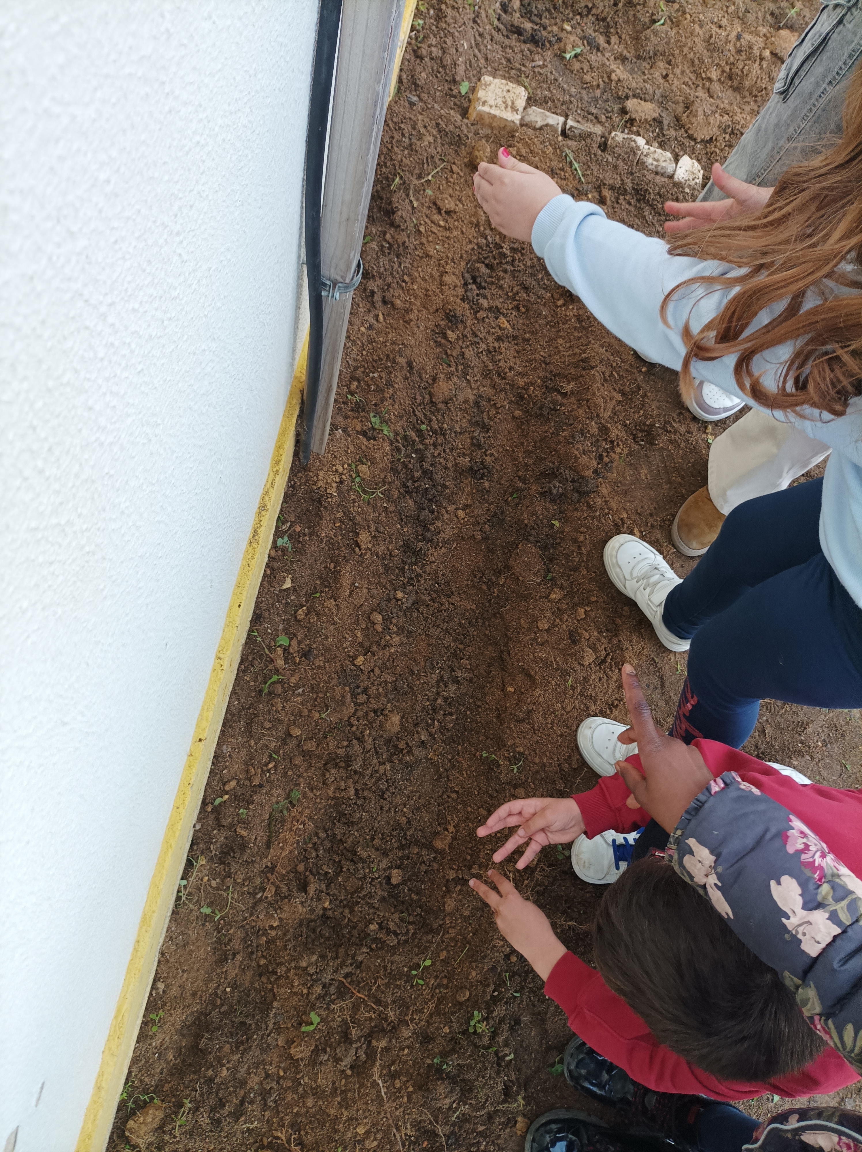 Sementes colocadas na terra pelos alunos do 1ºciclo
