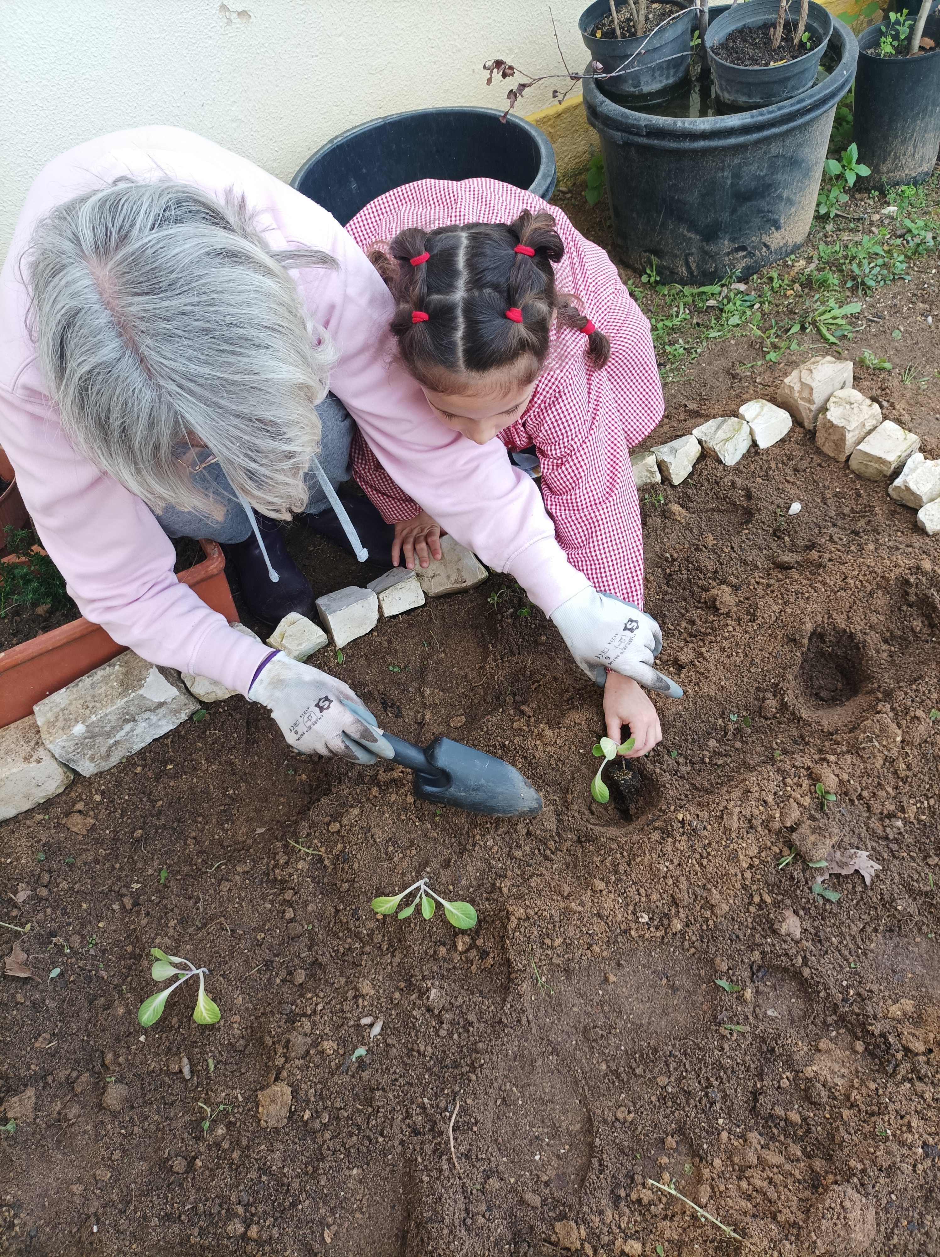 Plantação das couves pelos alunos do Jardim de Infância