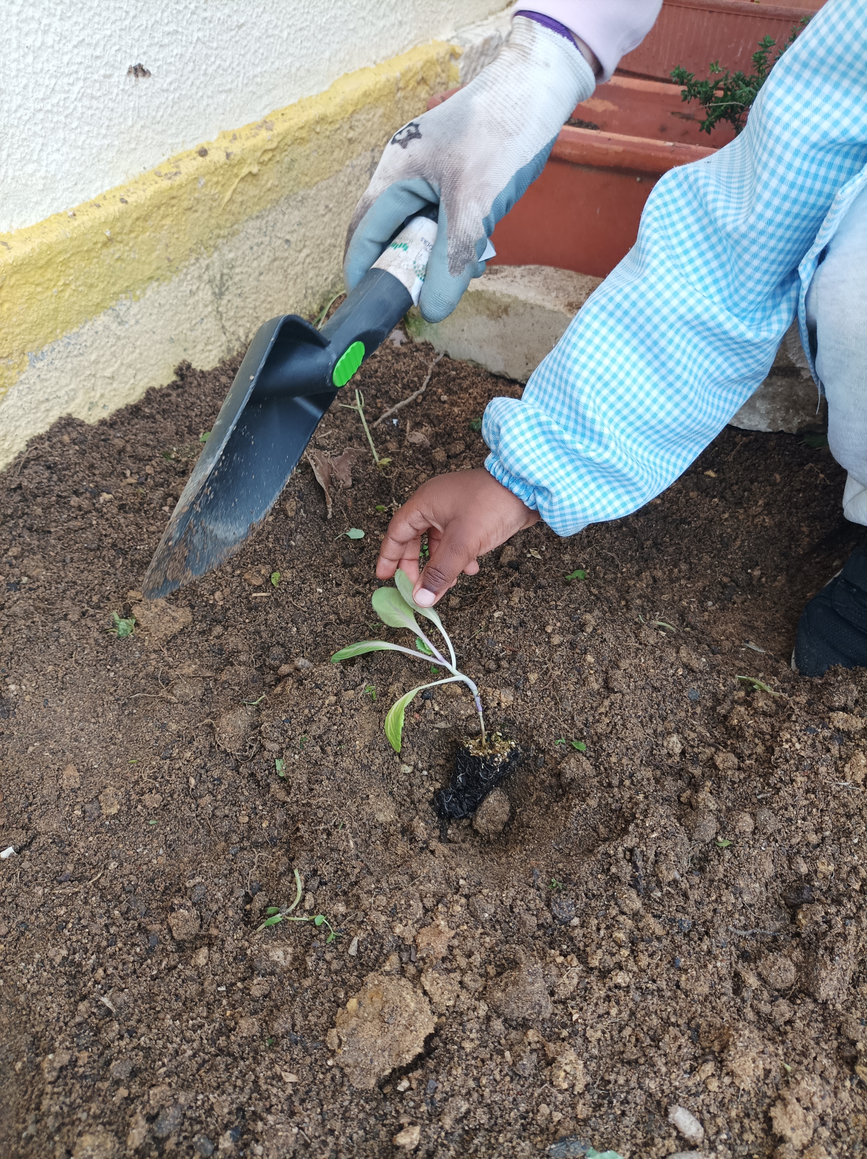 Plantação de couves oferecidas pelo Município