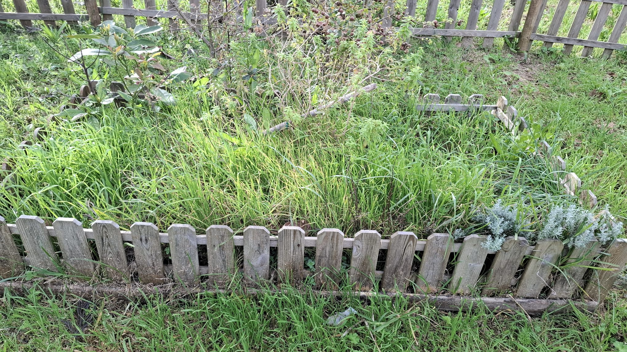 Canteiro das aromáticas