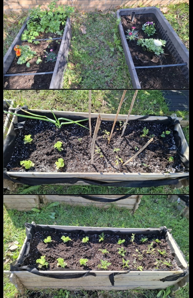 Canteiros com as plantações