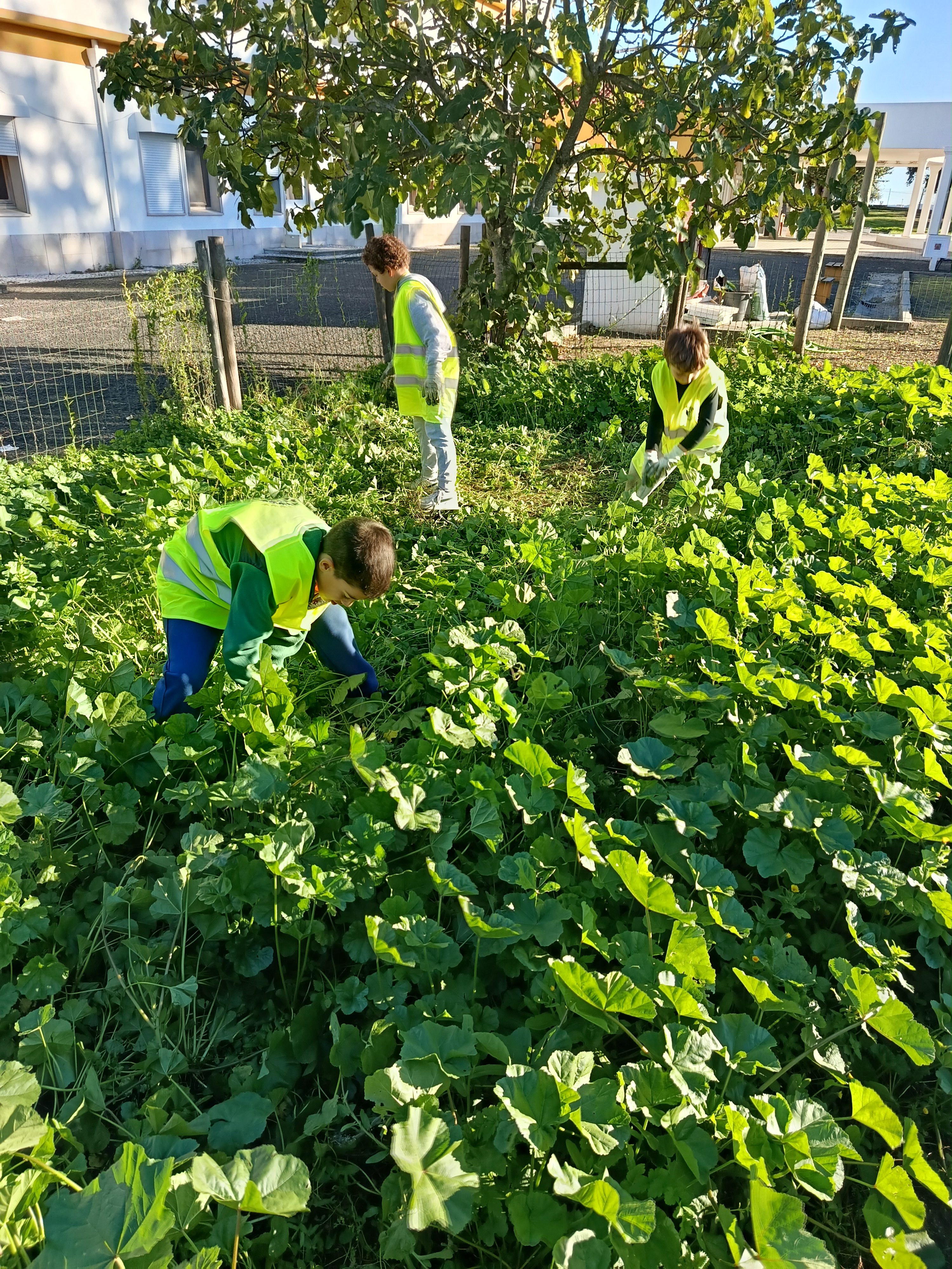 Alunos limpando a horta das ervas