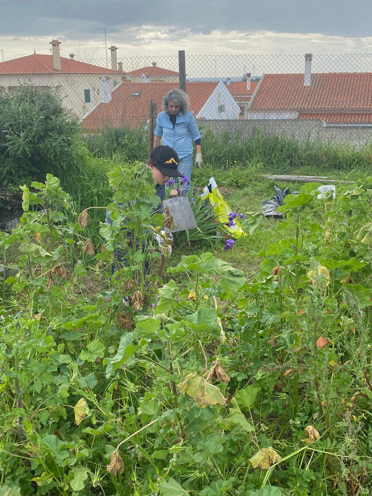 ervas voltam a crescer devido à chuva em excesso