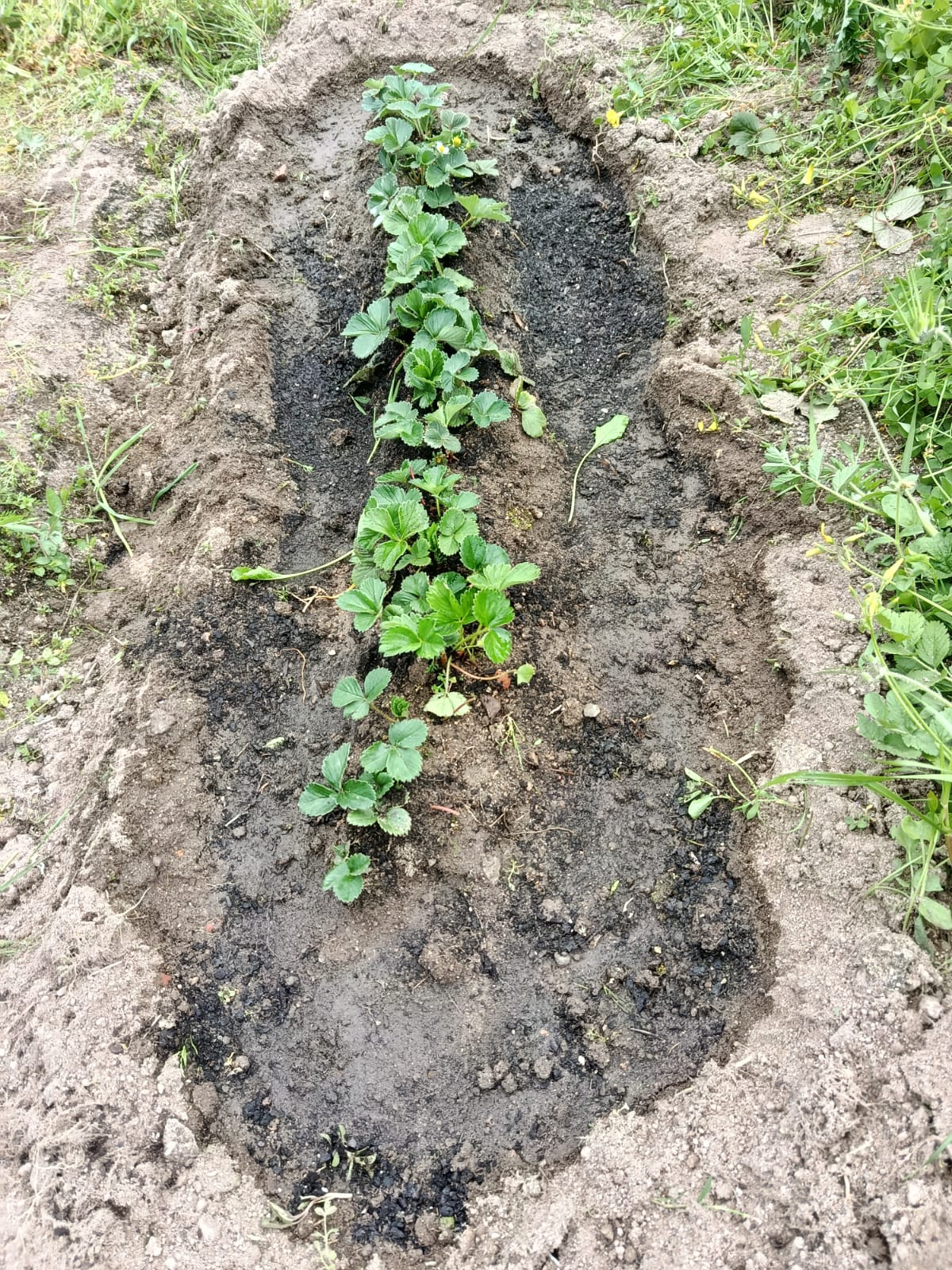 morangos resistentes