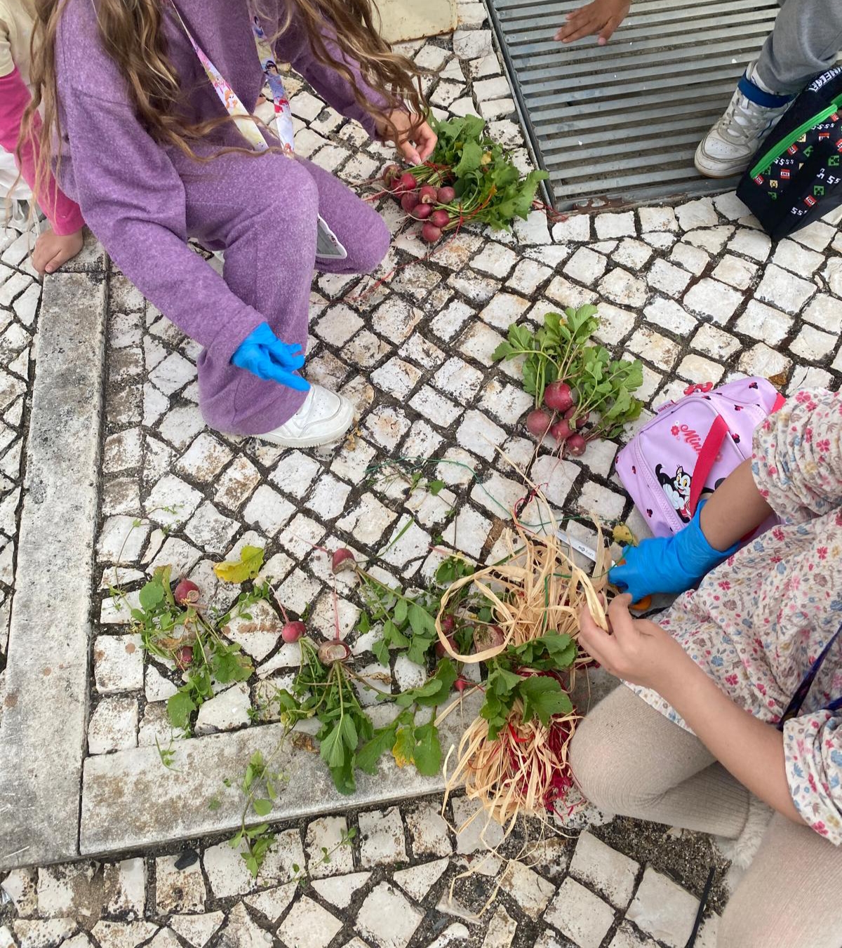Colheita de rabanetes para a cozinha